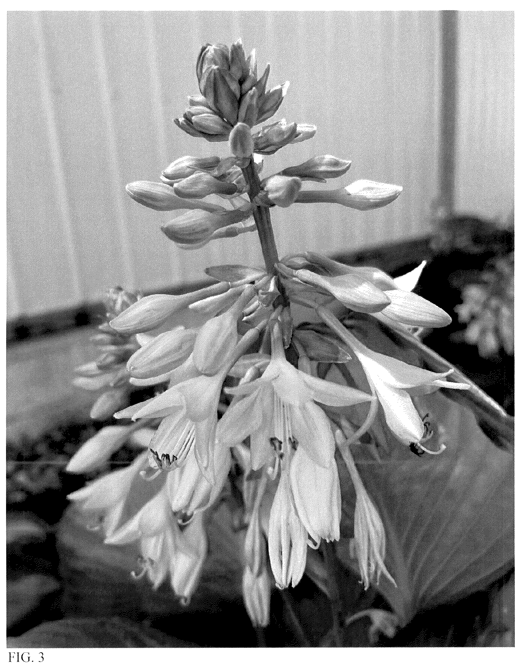 Patent USPP037053 Figure 3 – Hosta plant named ‘Awakening Spirit’