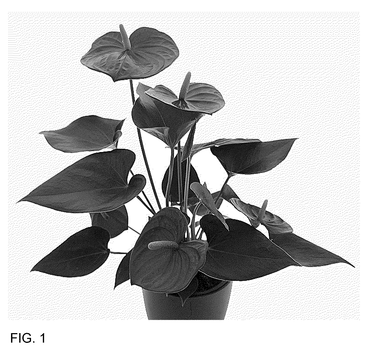 Patent USPP037054 — Anthurium plant named ‘AN2198403’ — Figure 1