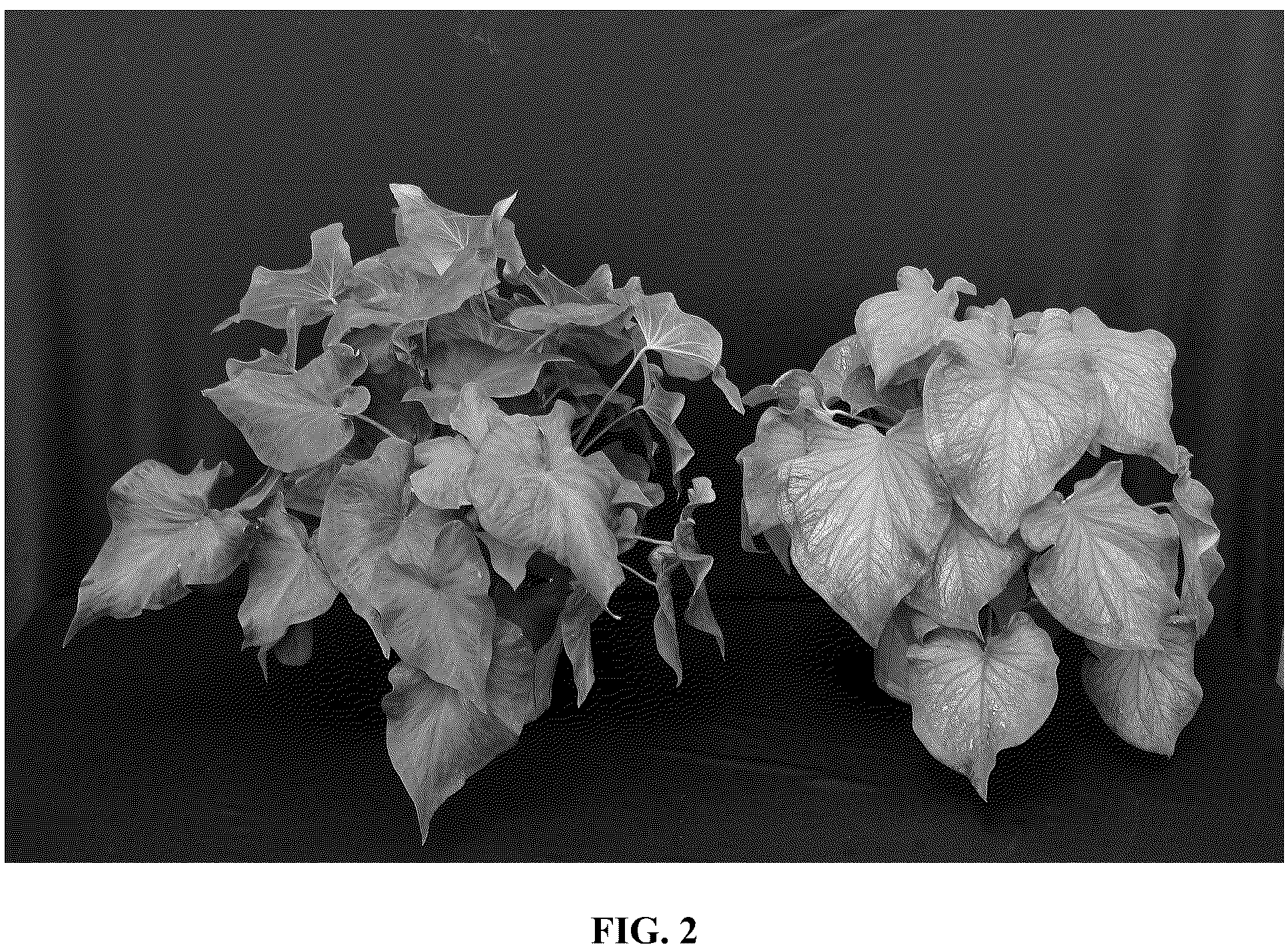 Patent USPP037055 Figure 2 – Caladium plant named ‘UF-15-30’