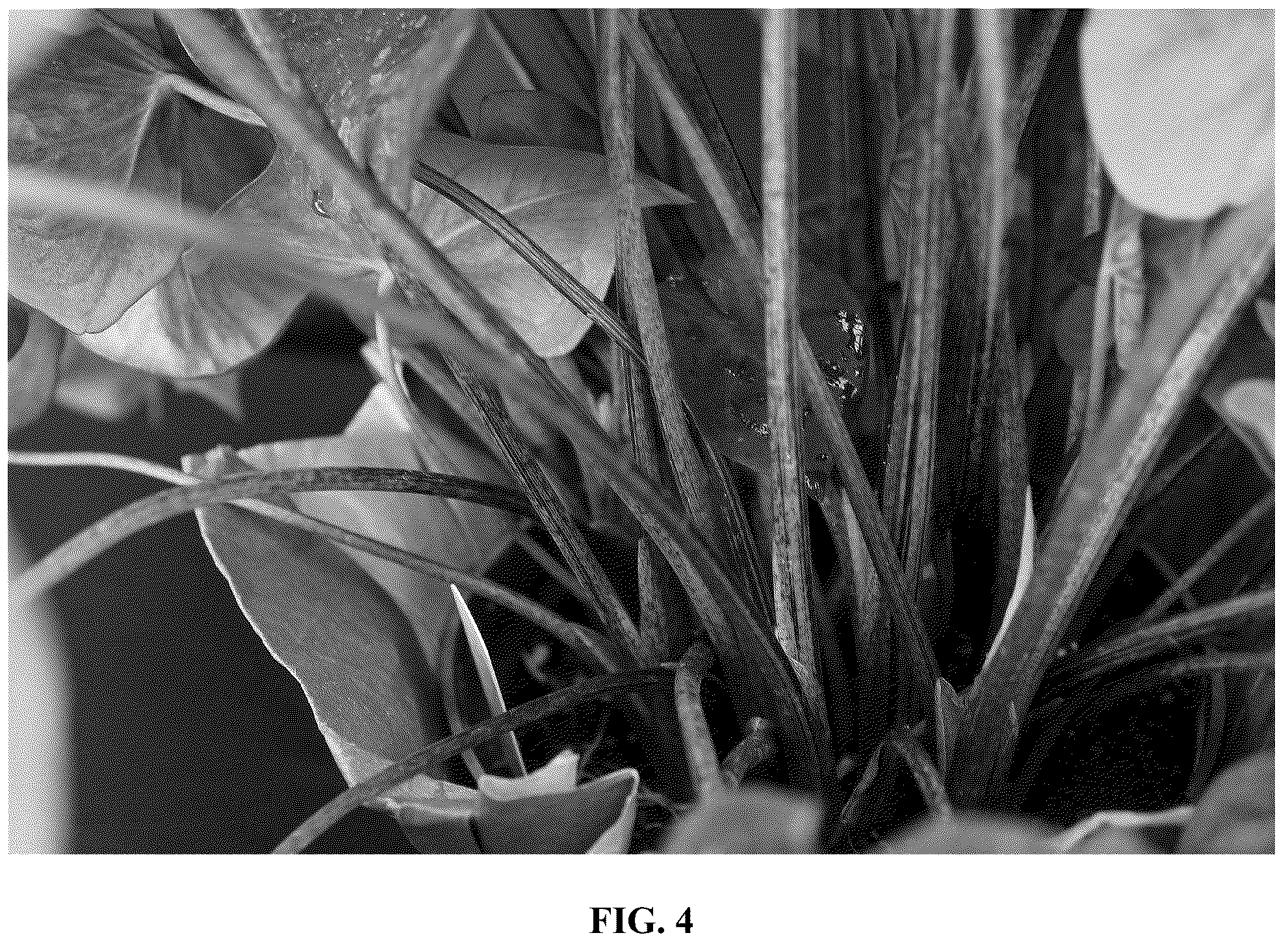 Patent USPP037055 Figure 4 – Caladium plant named ‘UF-15-30’