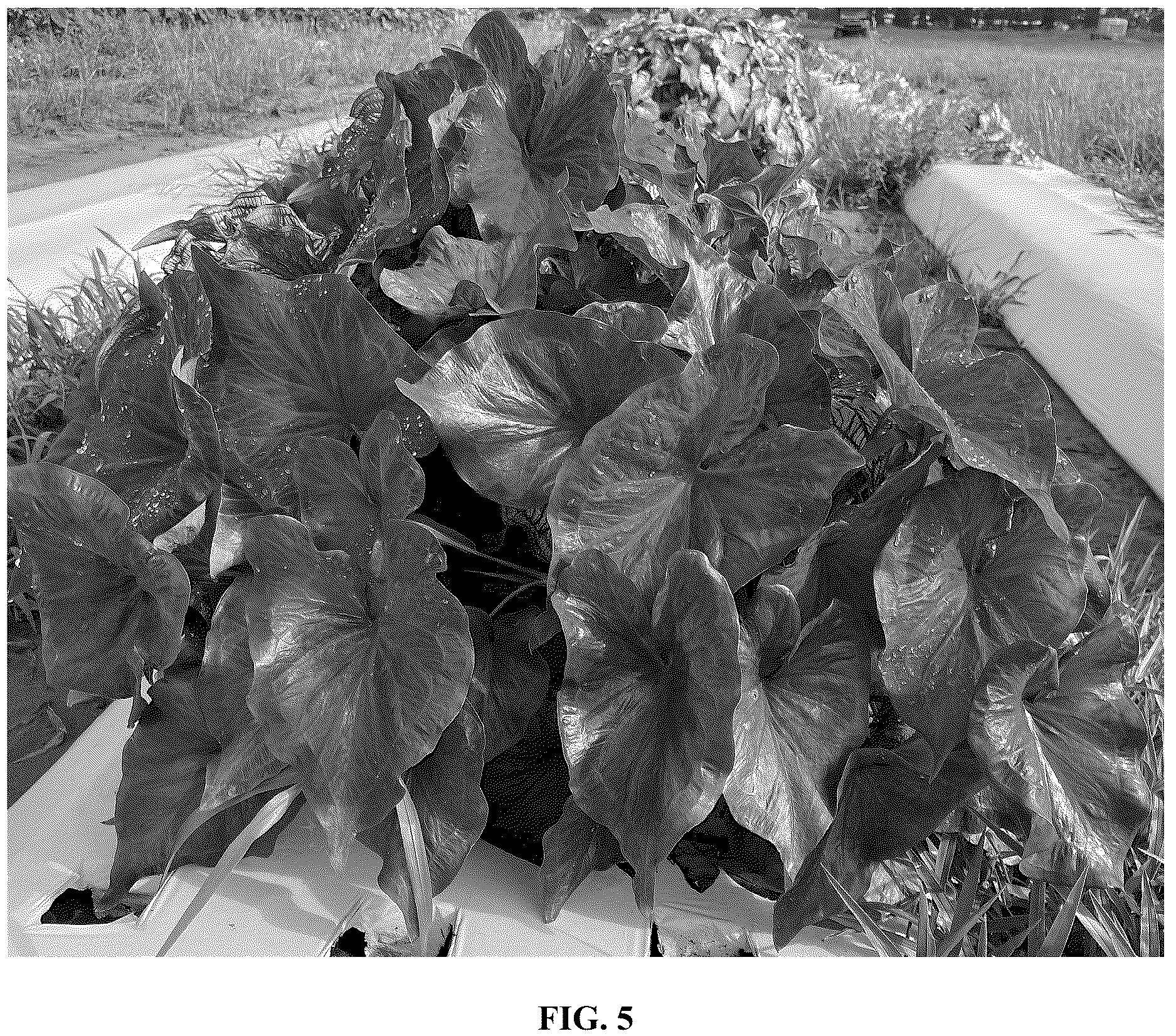 Patent USPP037055 Figure 5 – Caladium plant named ‘UF-15-30’