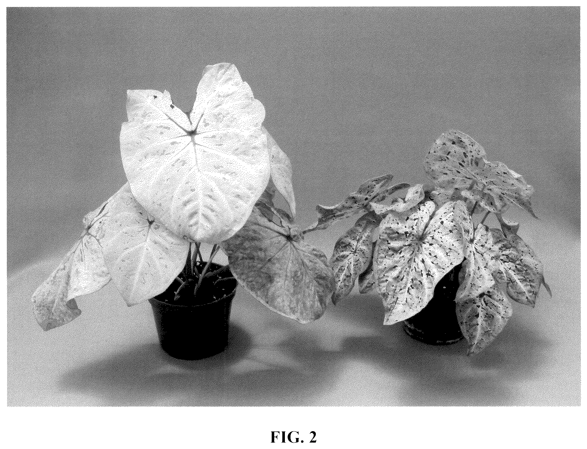 Patent USPP037056 Figure 2 – Caladium plant named ‘UF-R301’