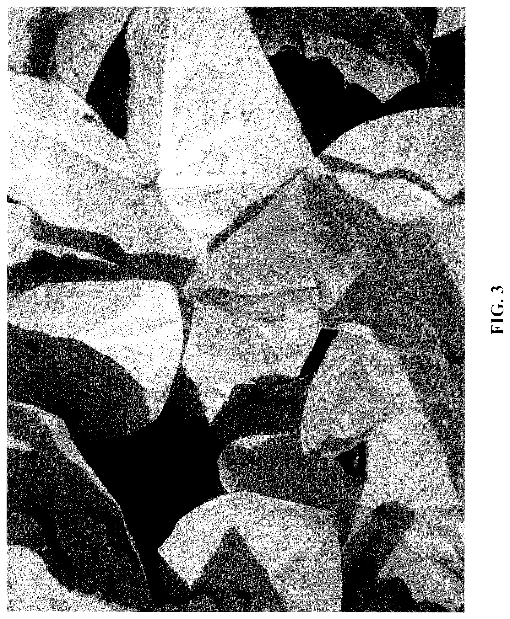 Patent USPP037056 Figure 3 – Caladium plant named ‘UF-R301’