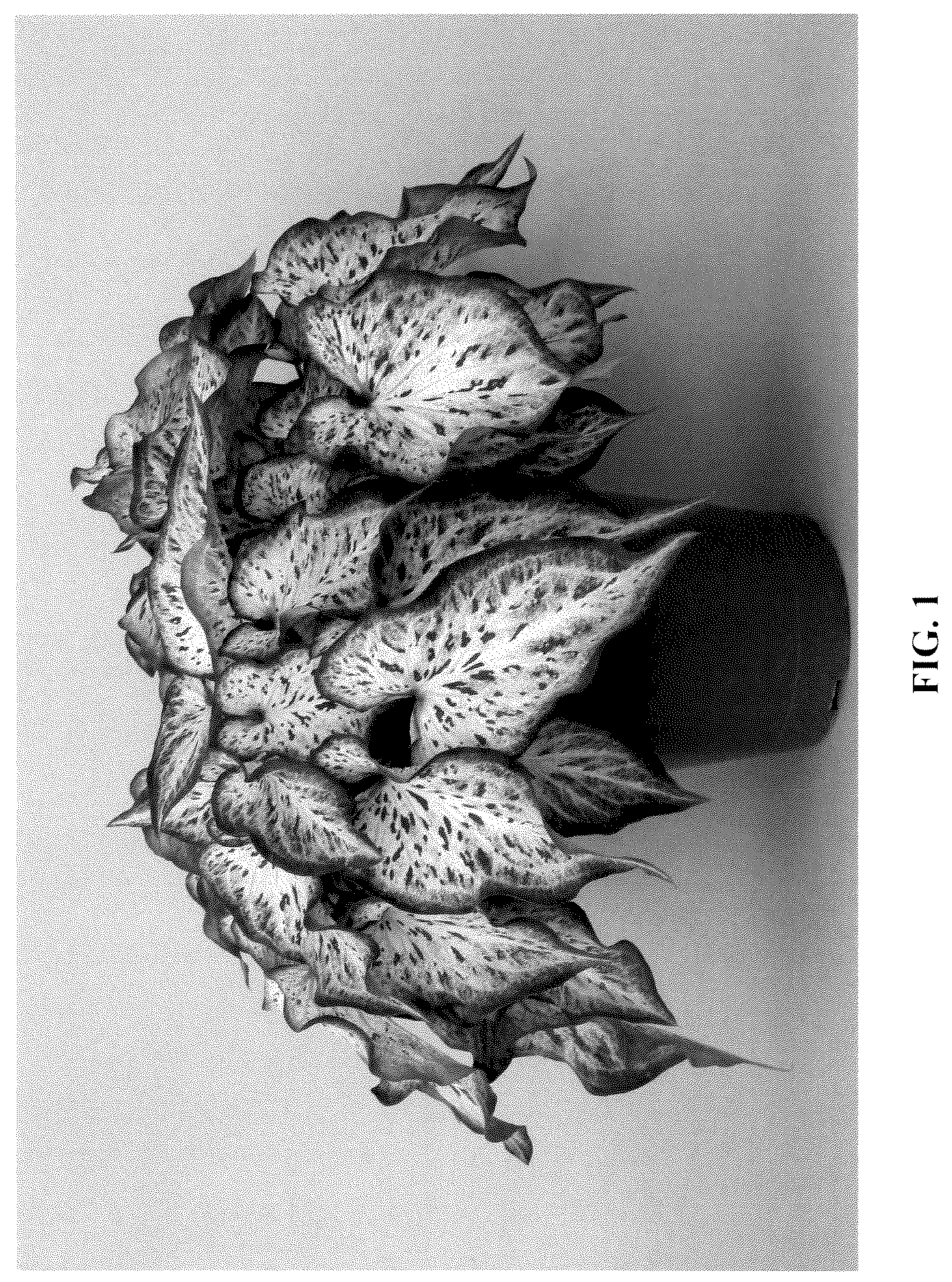 Patent USPP037057 Figure 1 – Caladium plant named ‘UF-15-23’
