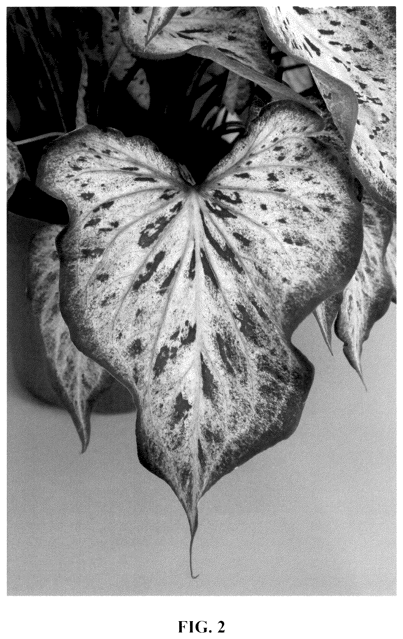 Patent USPP037057 Figure 2 – Caladium plant named ‘UF-15-23’