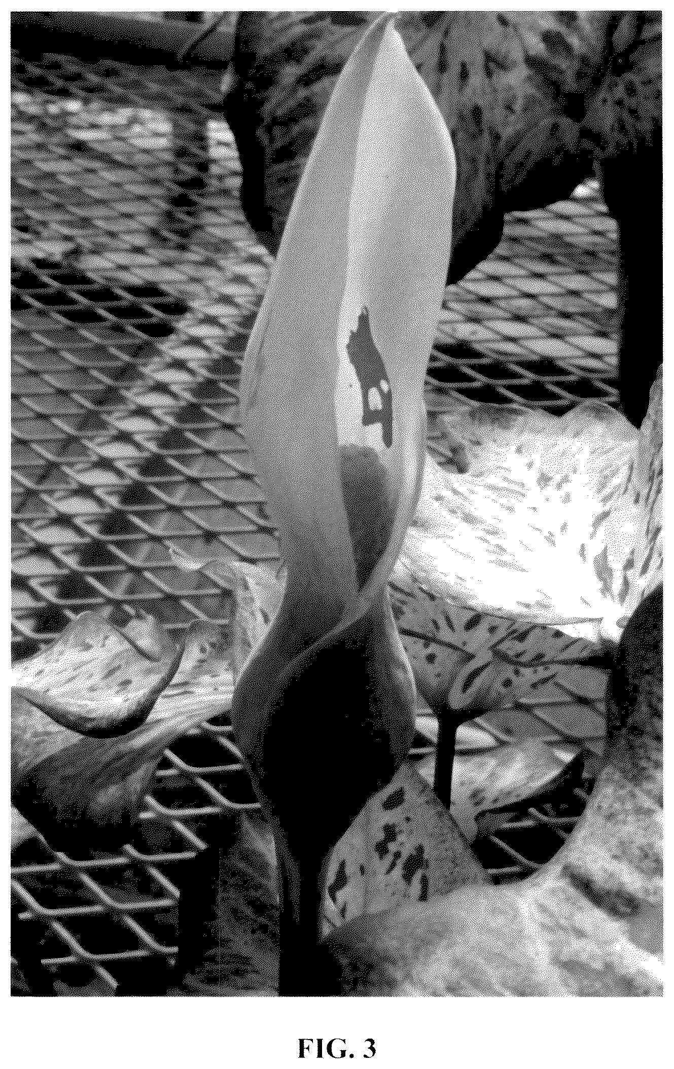 Patent USPP037057 Figure 3 – Caladium plant named ‘UF-15-23’