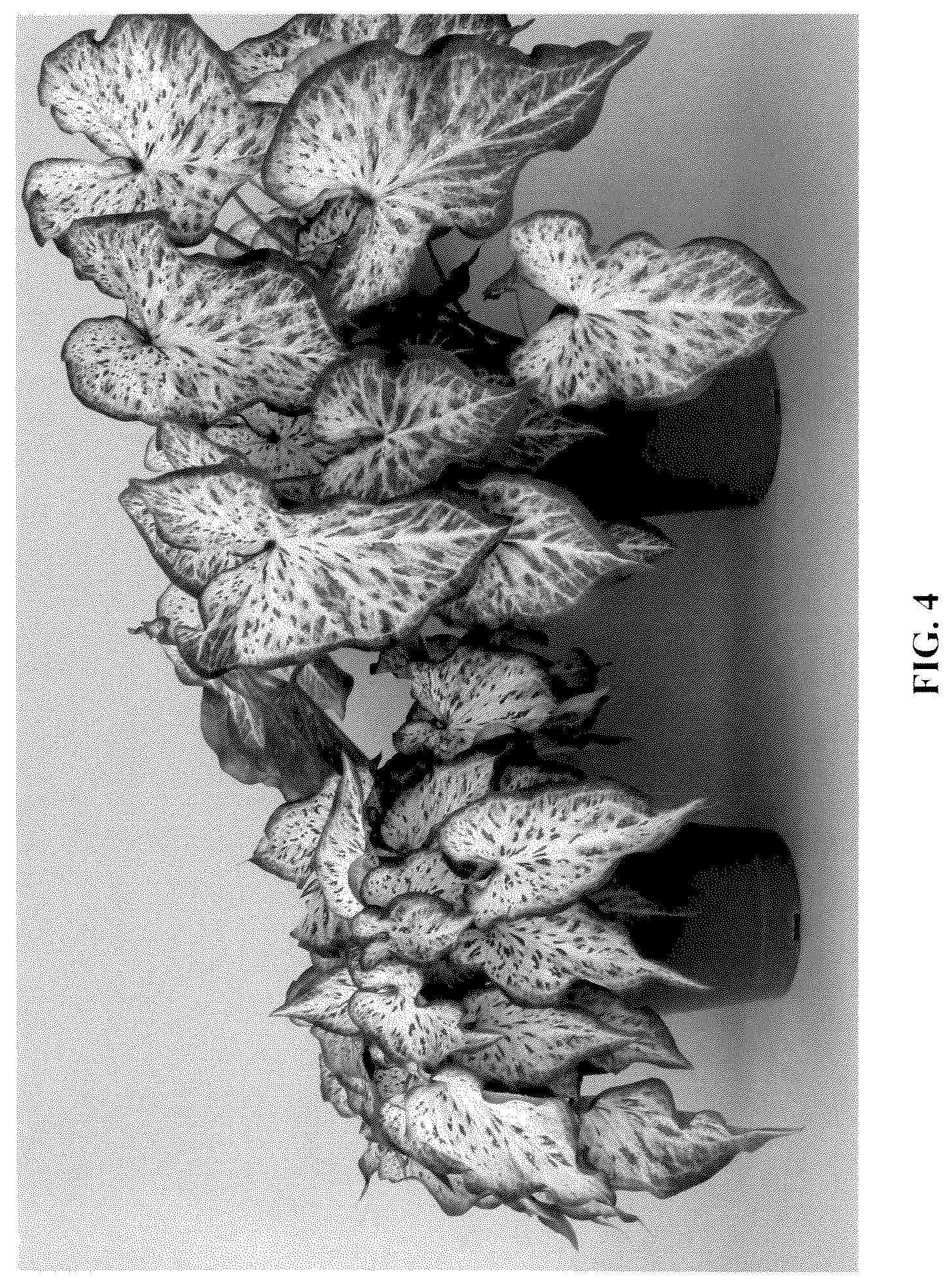 Patent USPP037057 Figure 4 – Caladium plant named ‘UF-15-23’