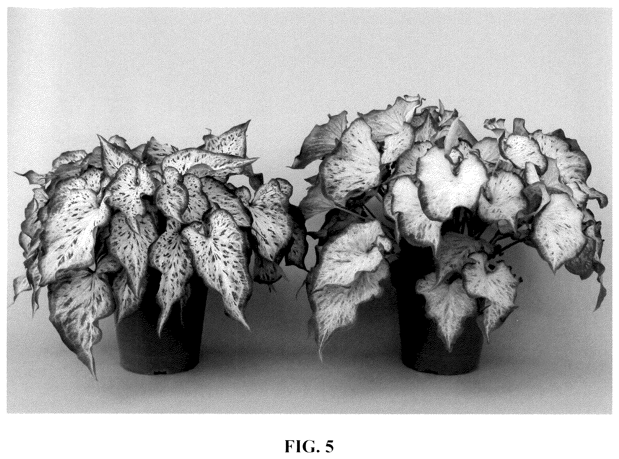 Patent USPP037057 Figure 5 – Caladium plant named ‘UF-15-23’