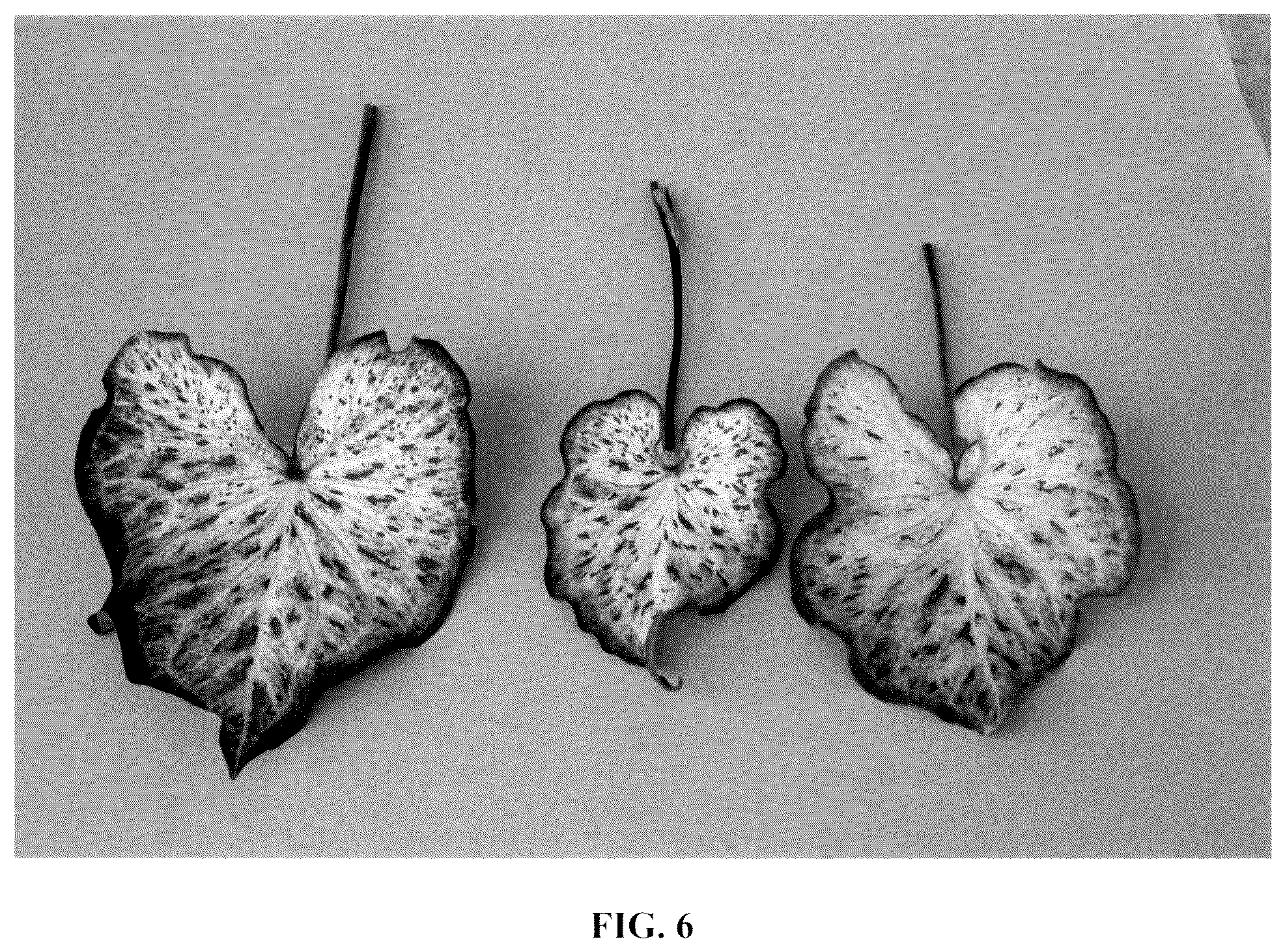 Patent USPP037057 Figure 6 – Caladium plant named ‘UF-15-23’