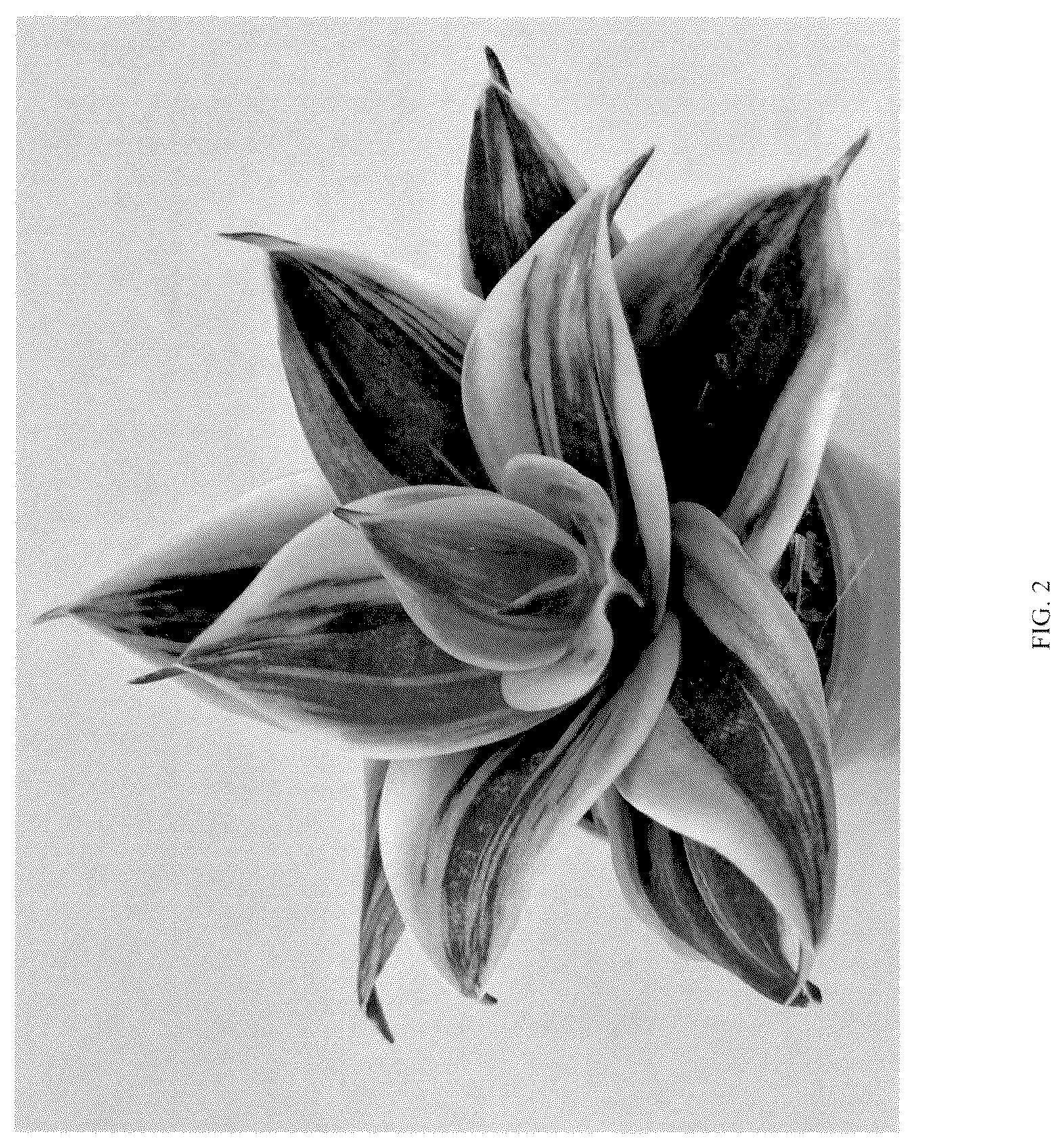 Patent USPP037058 Figure 2 – Sansevieria plant named ‘Hansoti46’