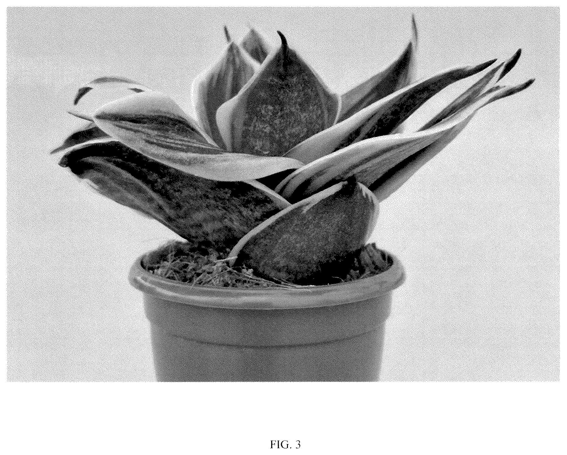 Patent USPP037058 Figure 3 – Sansevieria plant named ‘Hansoti46’