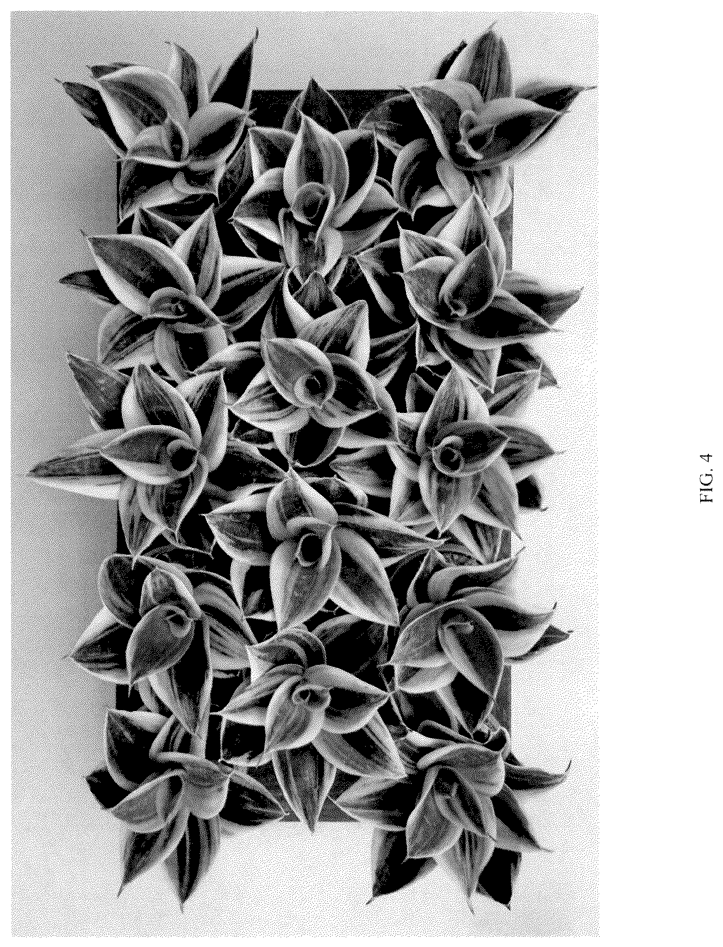 Patent USPP037058 Figure 4 – Sansevieria plant named ‘Hansoti46’