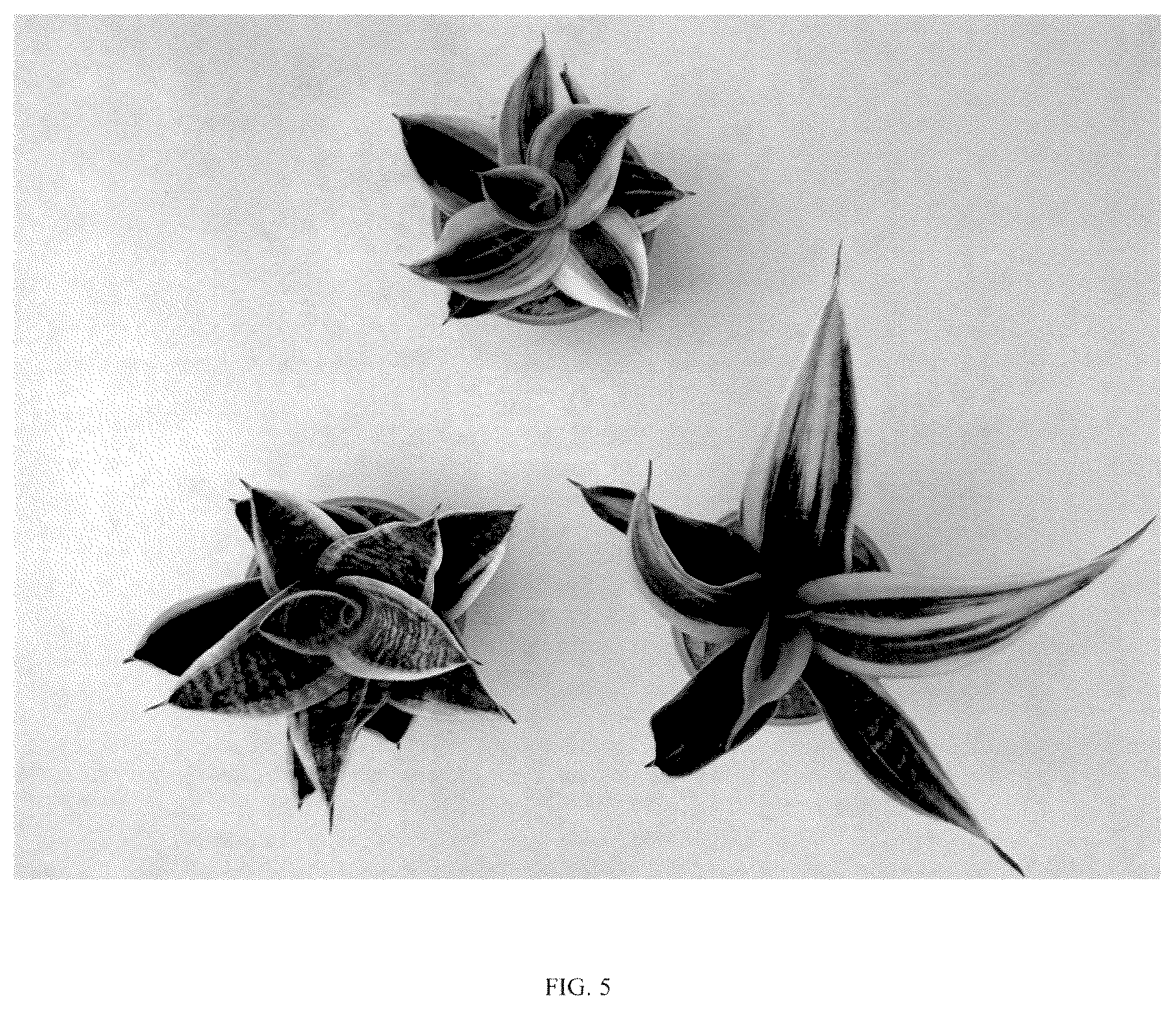 Patent USPP037058 Figure 5 – Sansevieria plant named ‘Hansoti46’