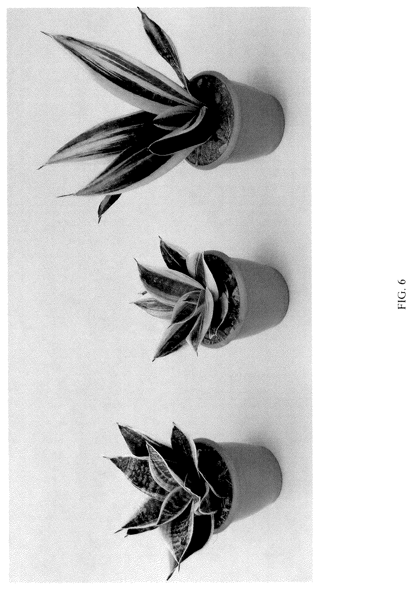 Patent USPP037058 Figure 6 – Sansevieria plant named ‘Hansoti46’
