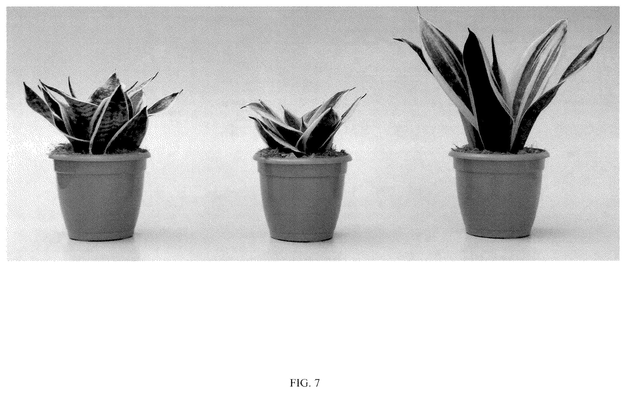 Patent USPP037058 Figure 7 – Sansevieria plant named ‘Hansoti46’
