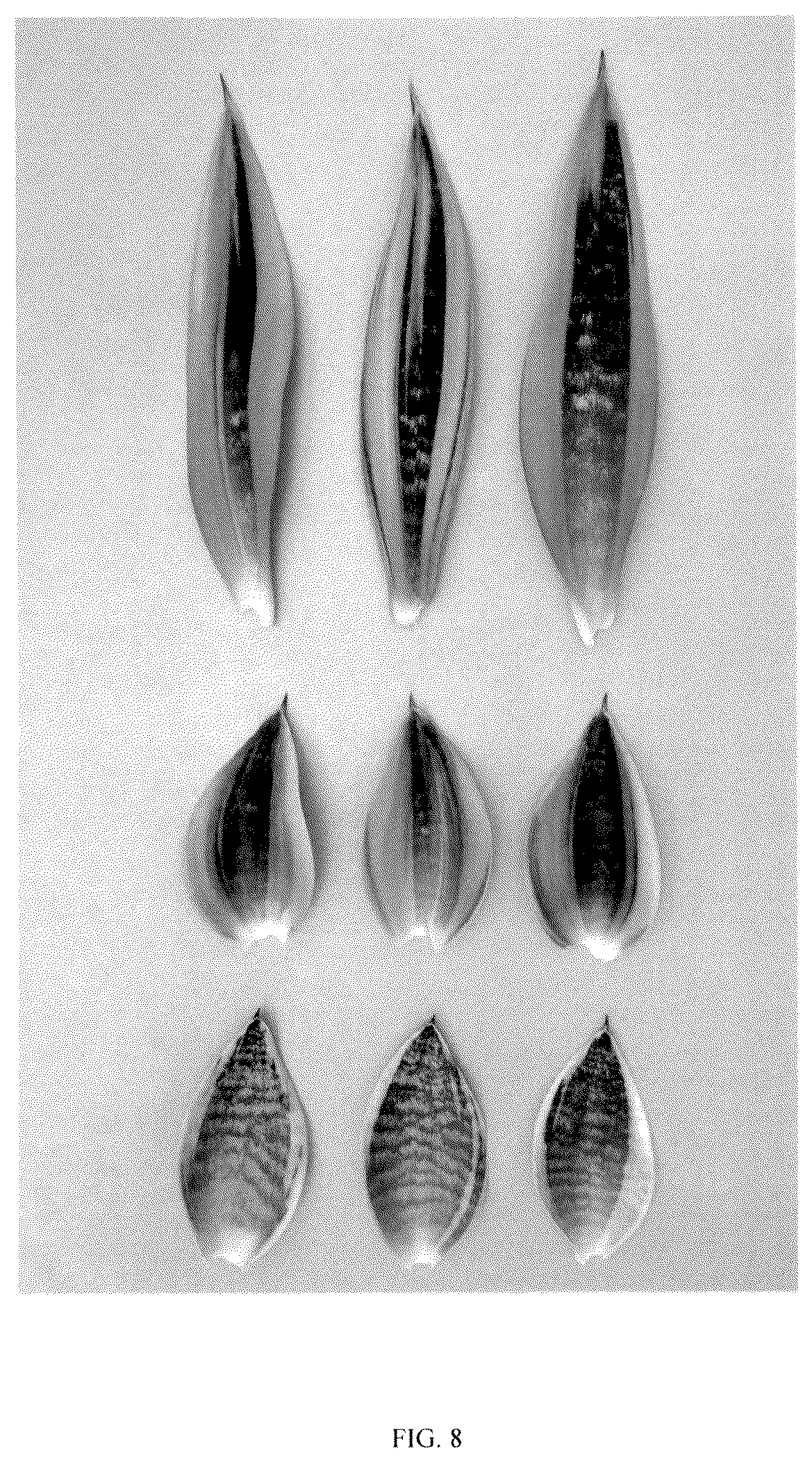 Patent USPP037058 Figure 8 – Sansevieria plant named ‘Hansoti46’