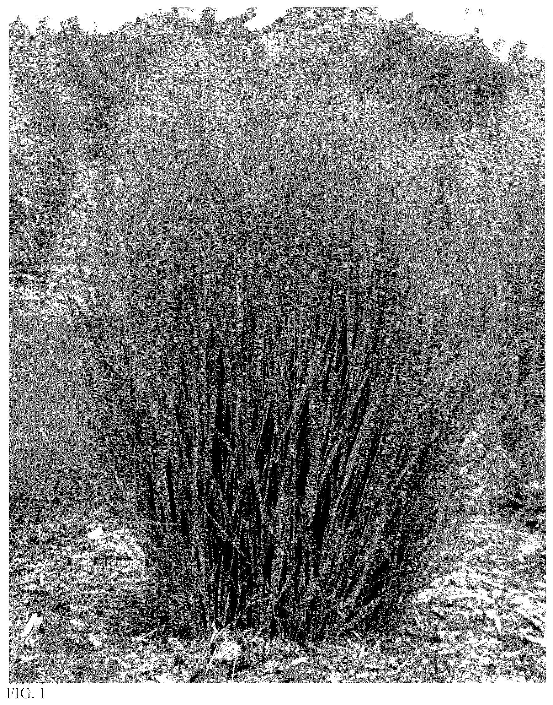 Patent USPP037059 Figure 1 – Panicum plant named ‘Half Pint’