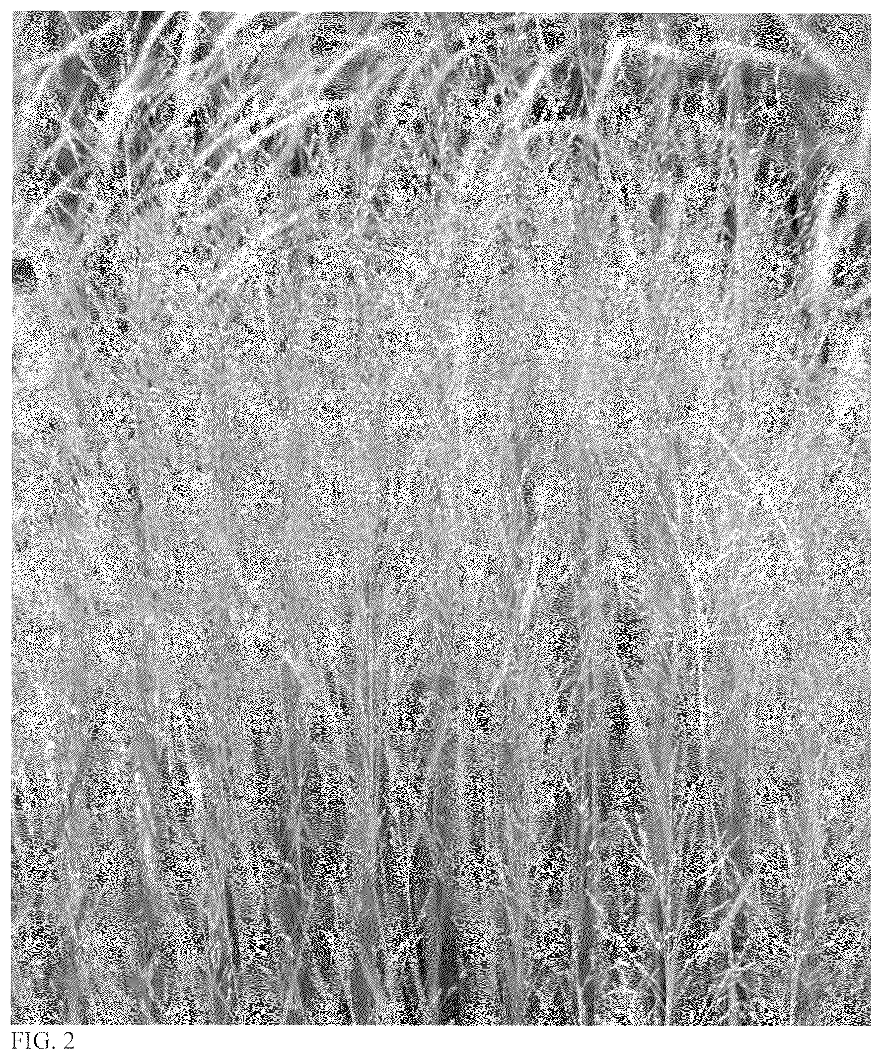 Patent USPP037059 Figure 2 – Panicum plant named ‘Half Pint’