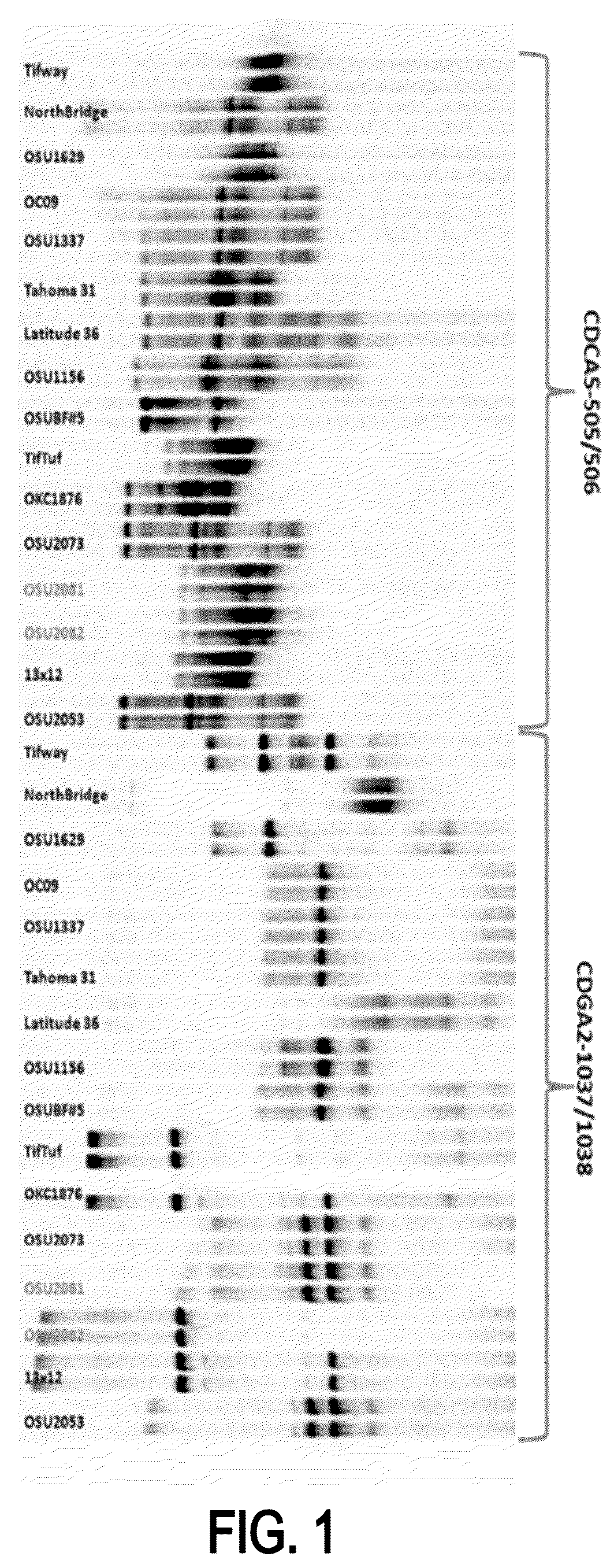 Patent USPP037060 Figure 1 – Bermudagrass plant named ‘OSU2082’