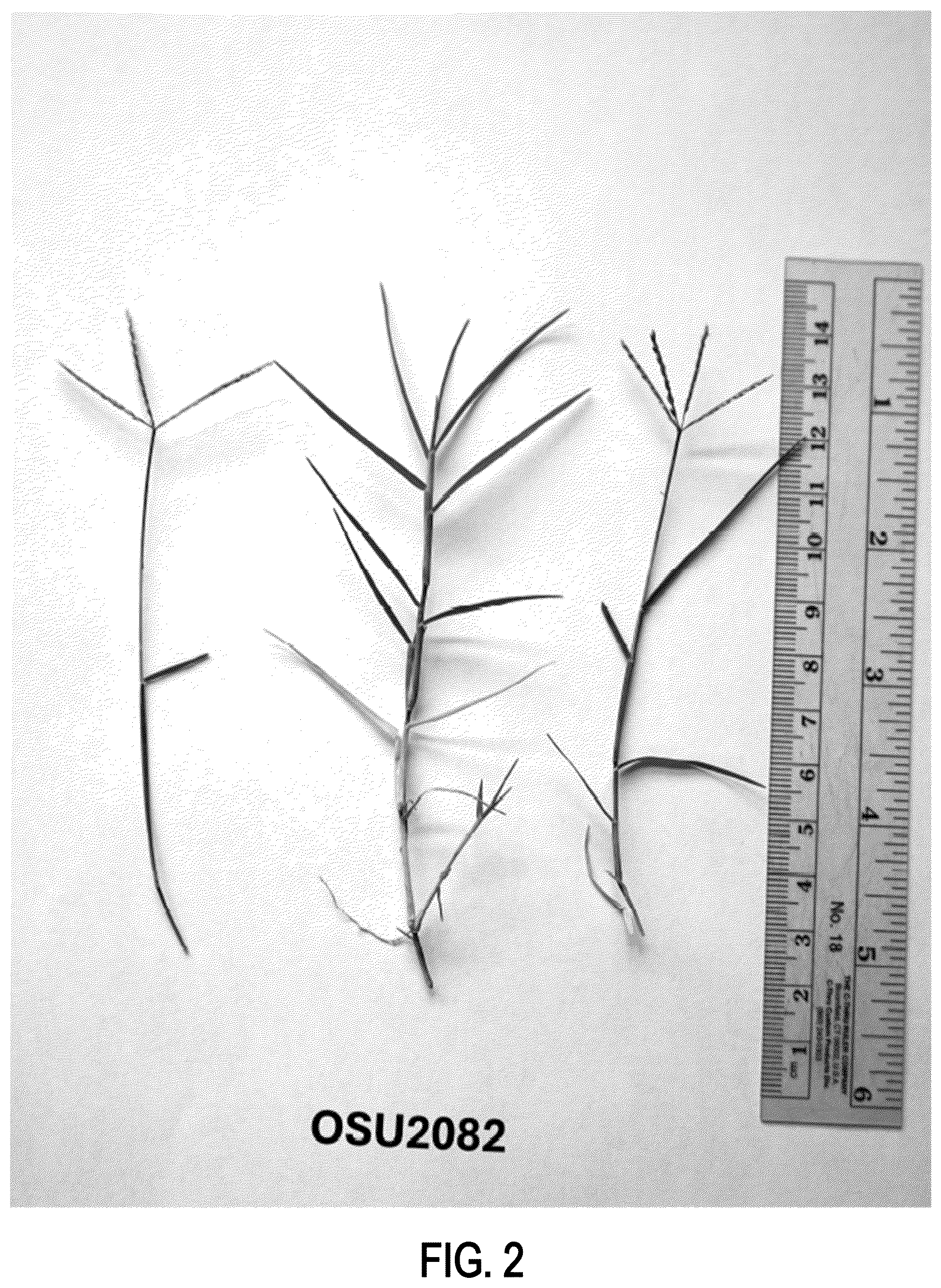 Patent USPP037060 Figure 2 – Bermudagrass plant named ‘OSU2082’