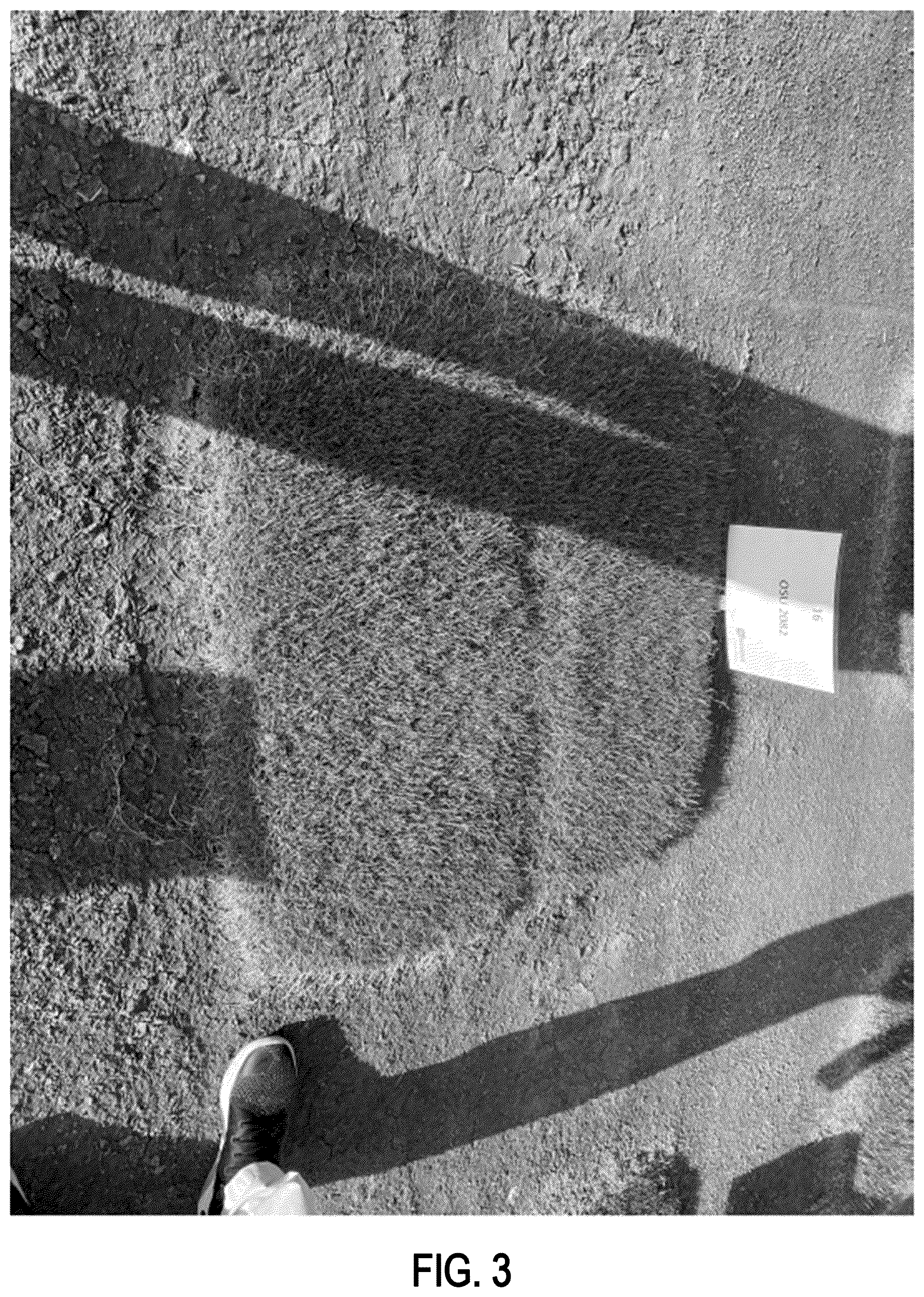 Patent USPP037060 Figure 3 – Bermudagrass plant named ‘OSU2082’