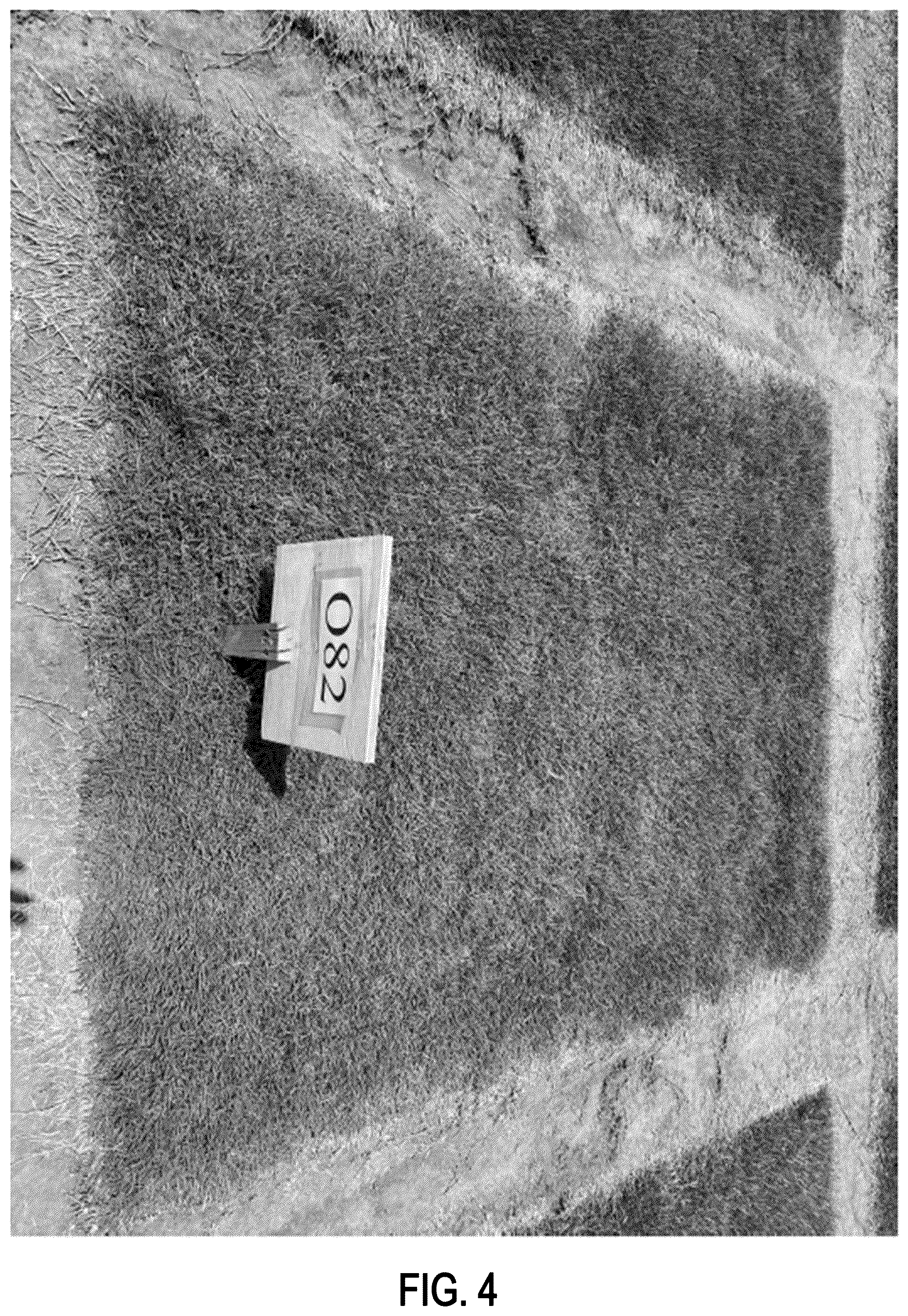 Patent USPP037060 Figure 4 – Bermudagrass plant named ‘OSU2082’