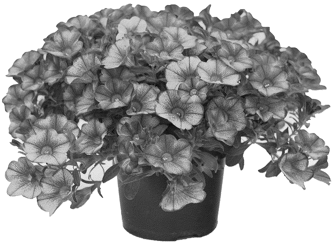 Patent USPP037061 Figure 1 – Calibrachoa plant named ‘KLECA23987’