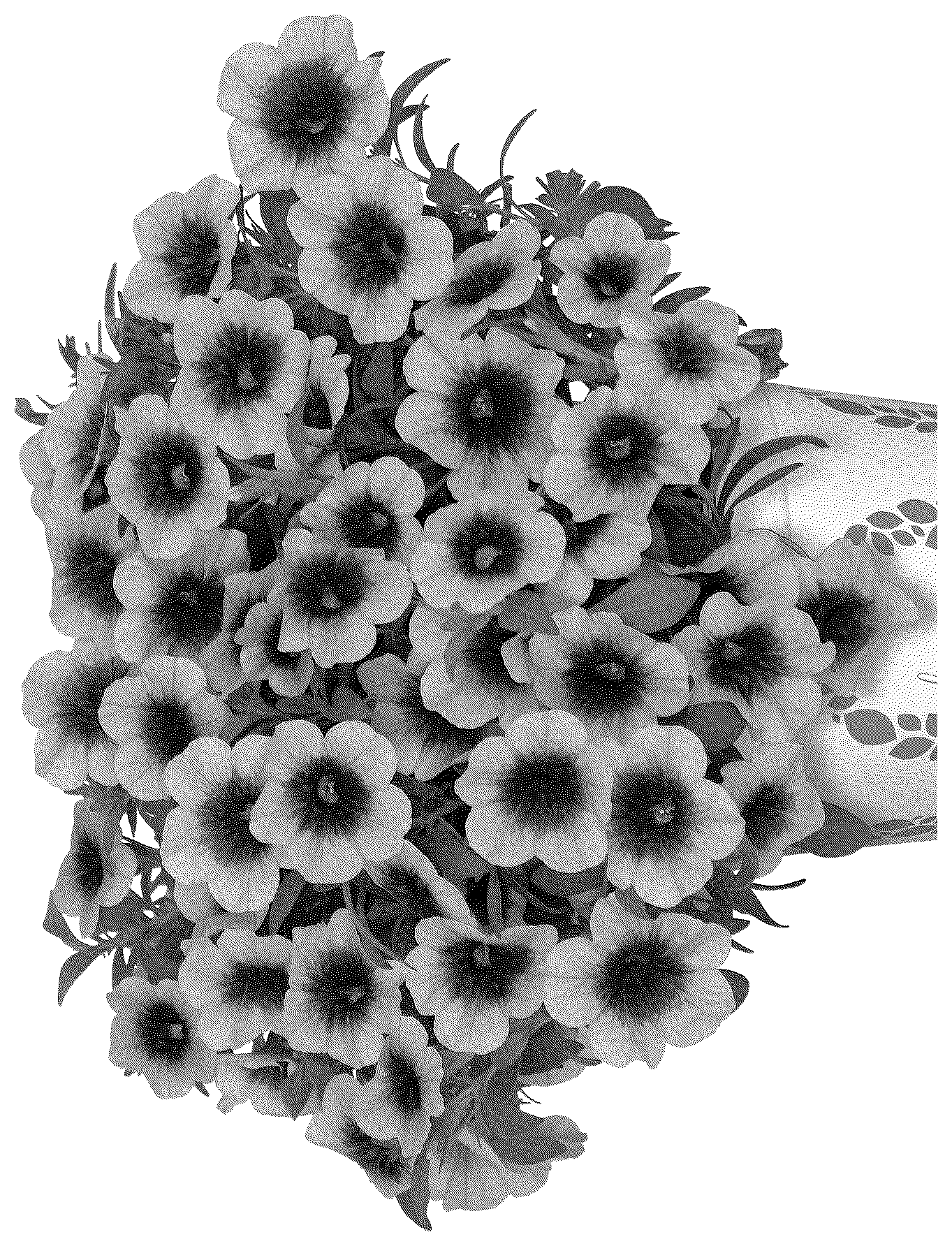 Patent USPP037062 Figure 1 – Calibrachoa plant named ‘Docalalkotibu’