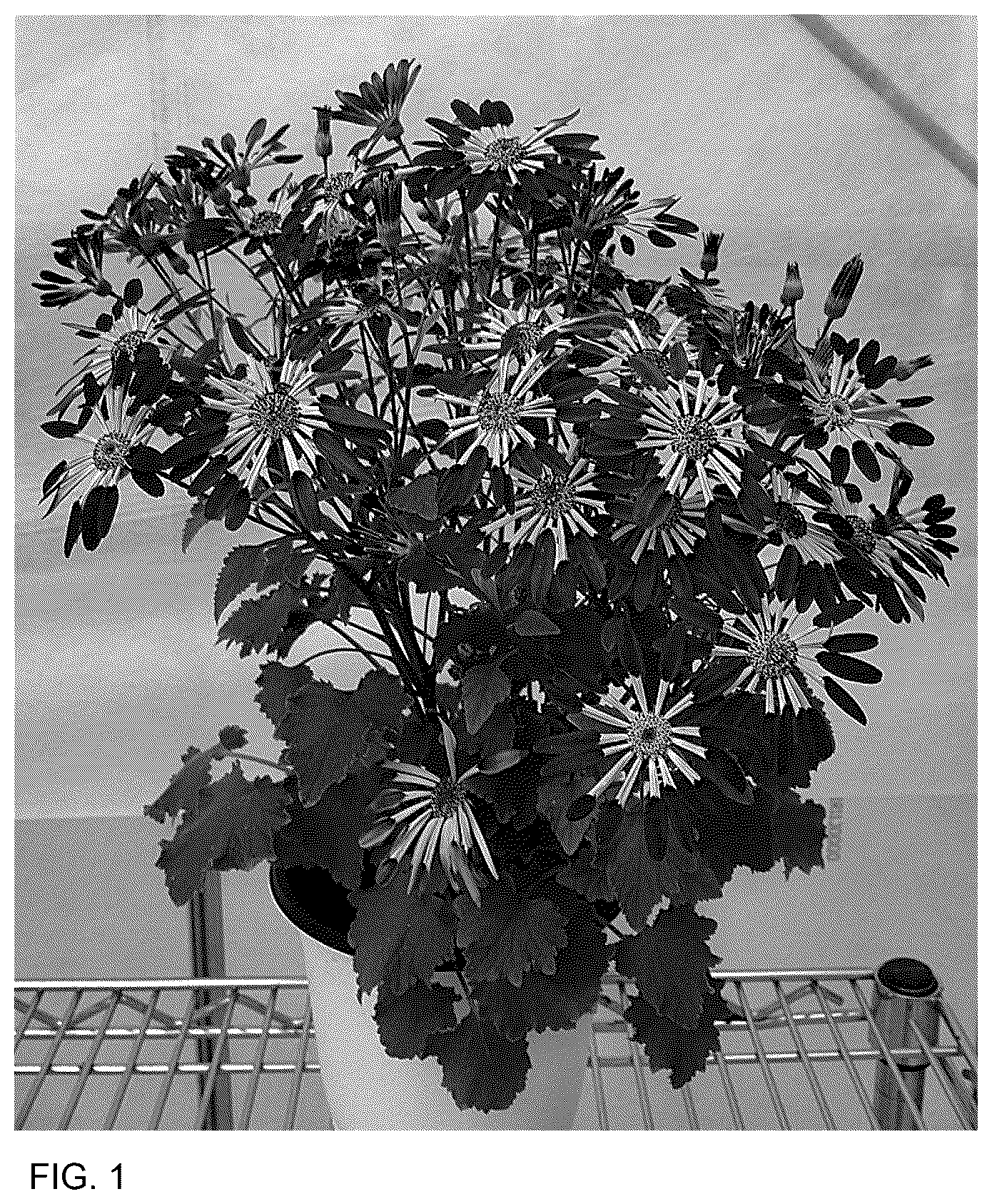 Patent USPP037063 Figure 1 – Senecio plant named ‘Sene Isifuro’