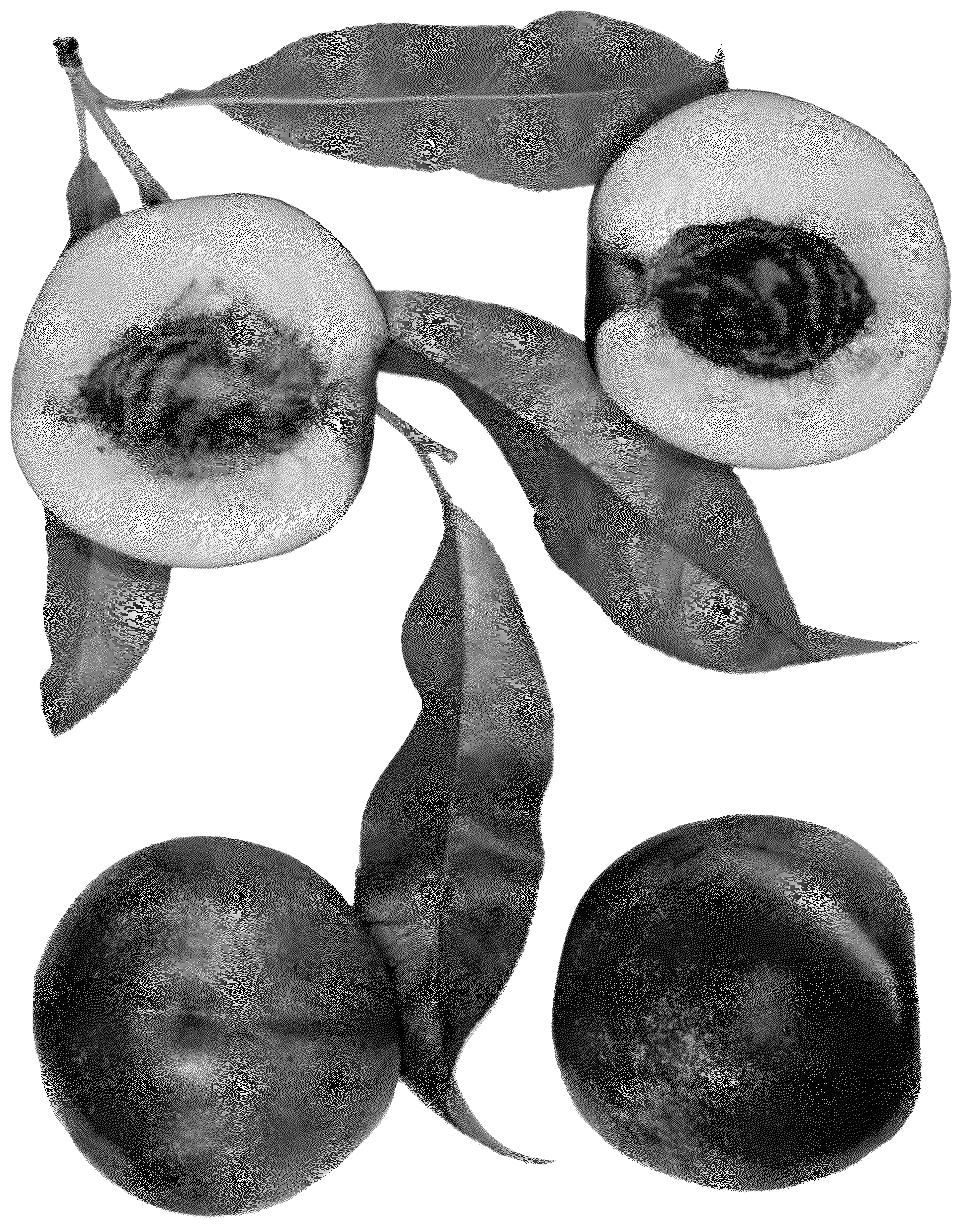 Patent USPP037064 Figure 1 – Nectarine tree named ‘Mike's Fire’