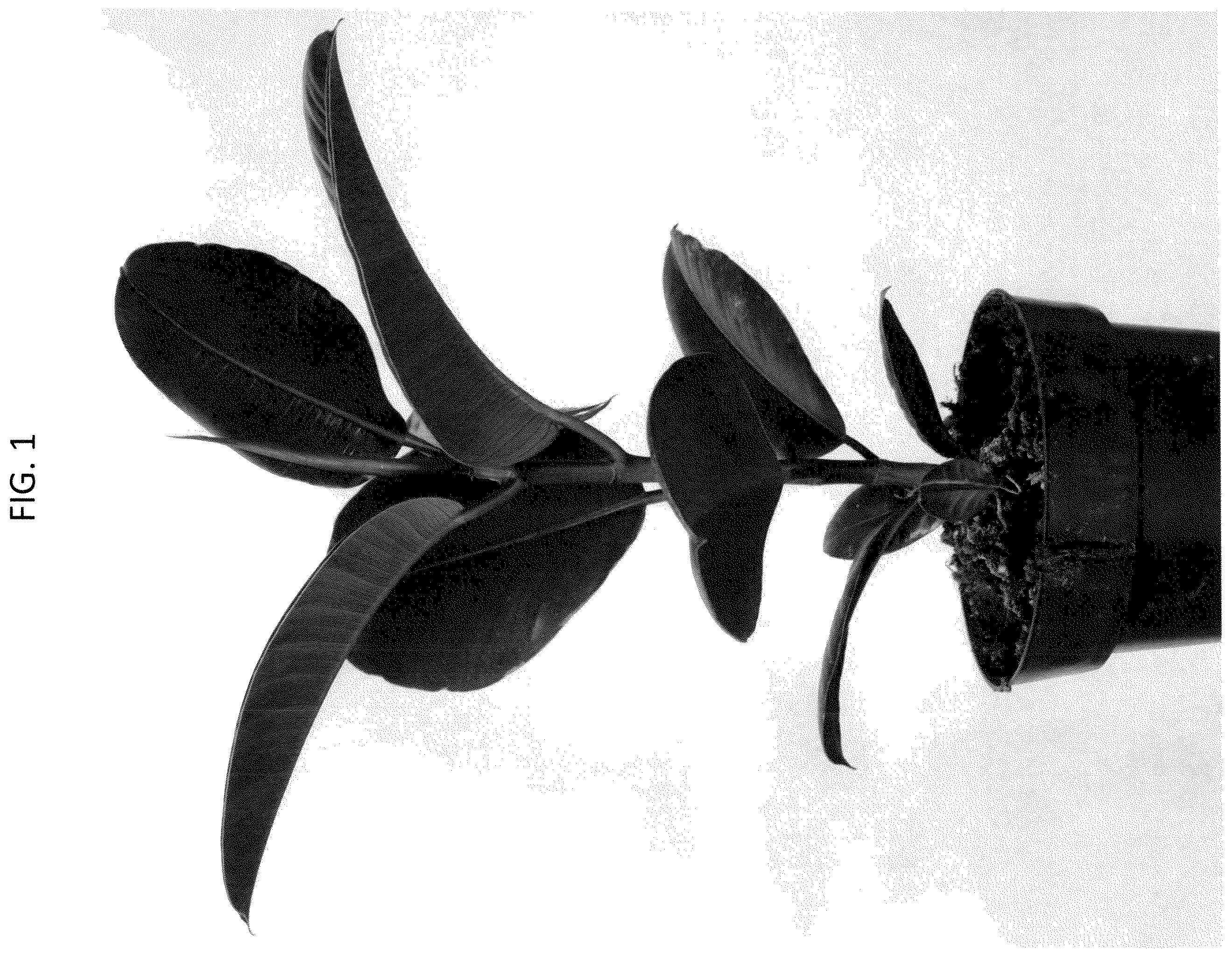 Patent USPP037065 Figure 1 – Ficus plant named ‘ESPE2006’
