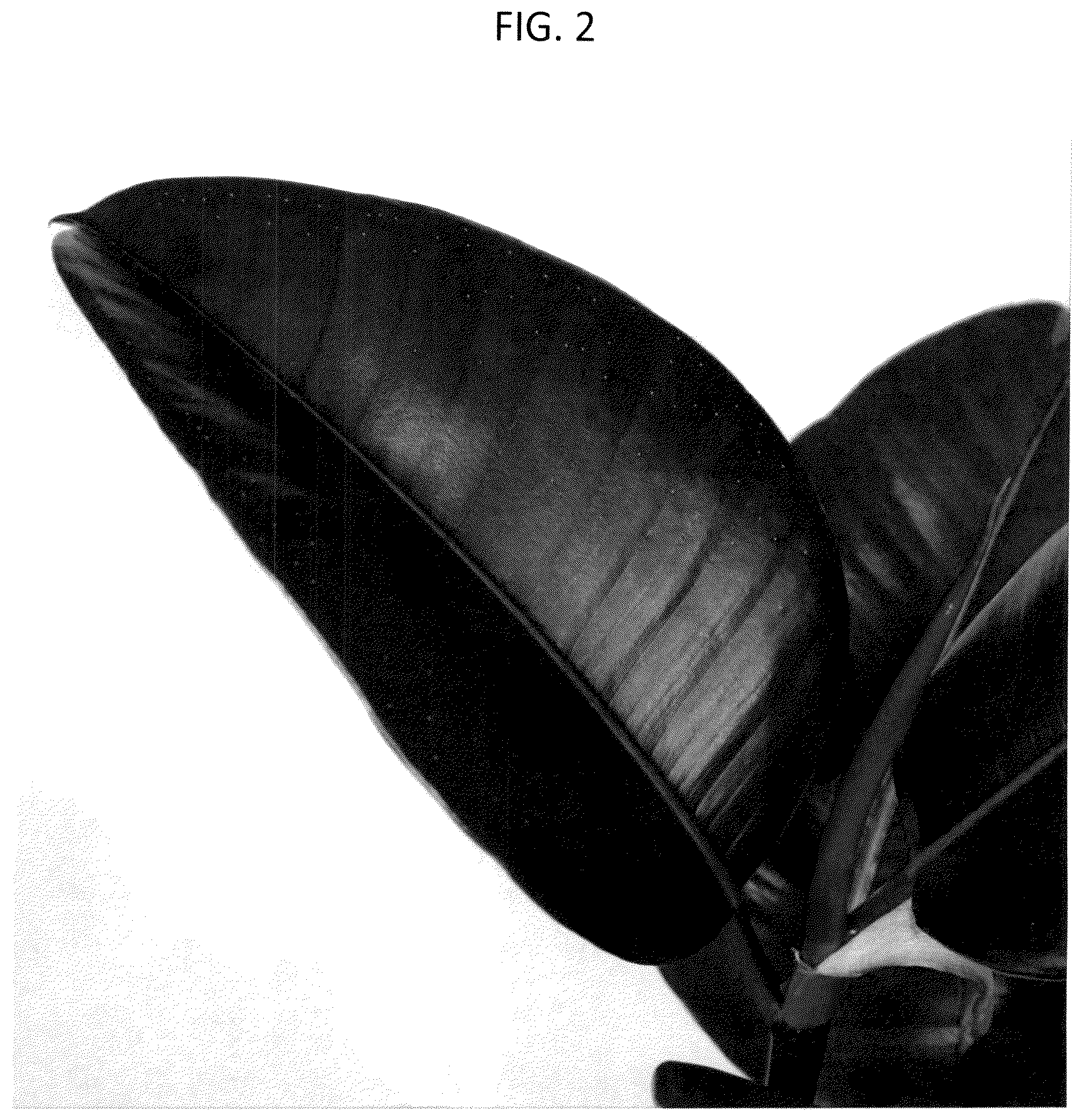 Patent USPP037065 Figure 2 – Ficus plant named ‘ESPE2006’