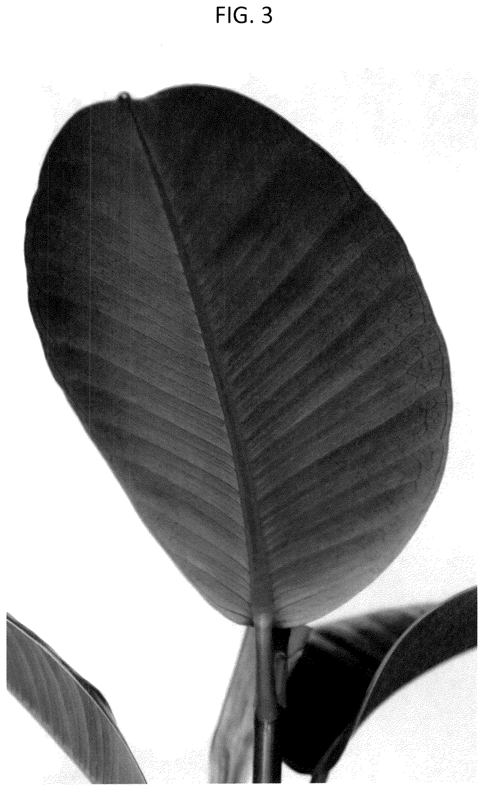 Patent USPP037065 Figure 3 – Ficus plant named ‘ESPE2006’