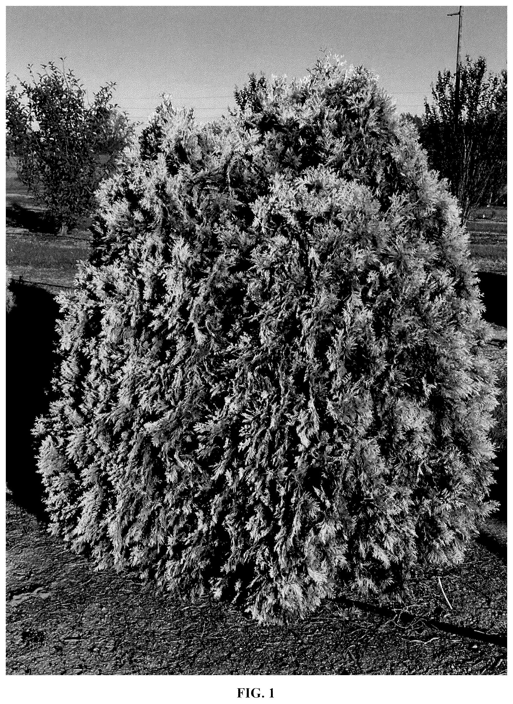 Patent USPP037066 Figure 1 – Thuja plant named ‘RutThu6’