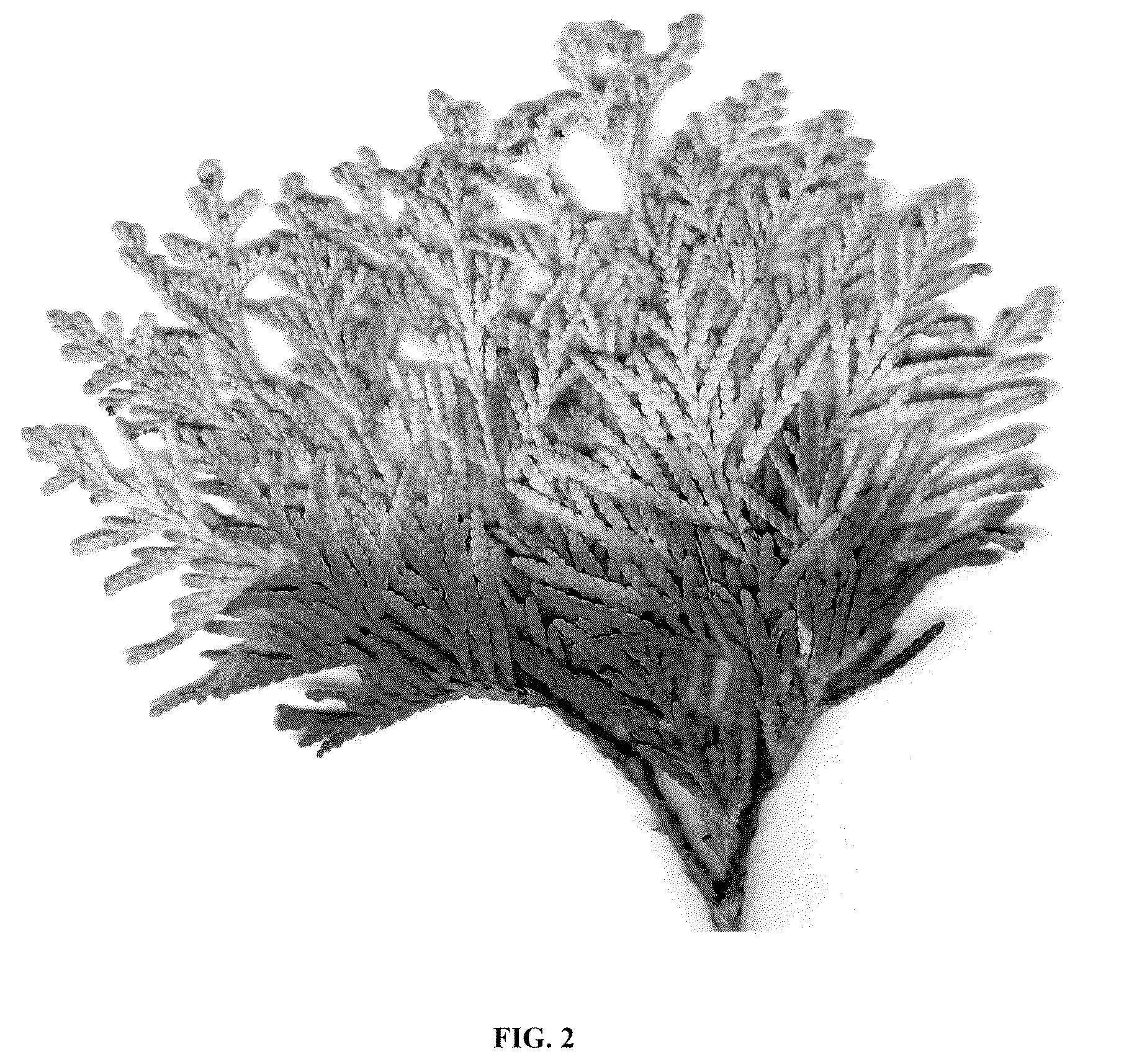 Patent USPP037066 Figure 2 – Thuja plant named ‘RutThu6’