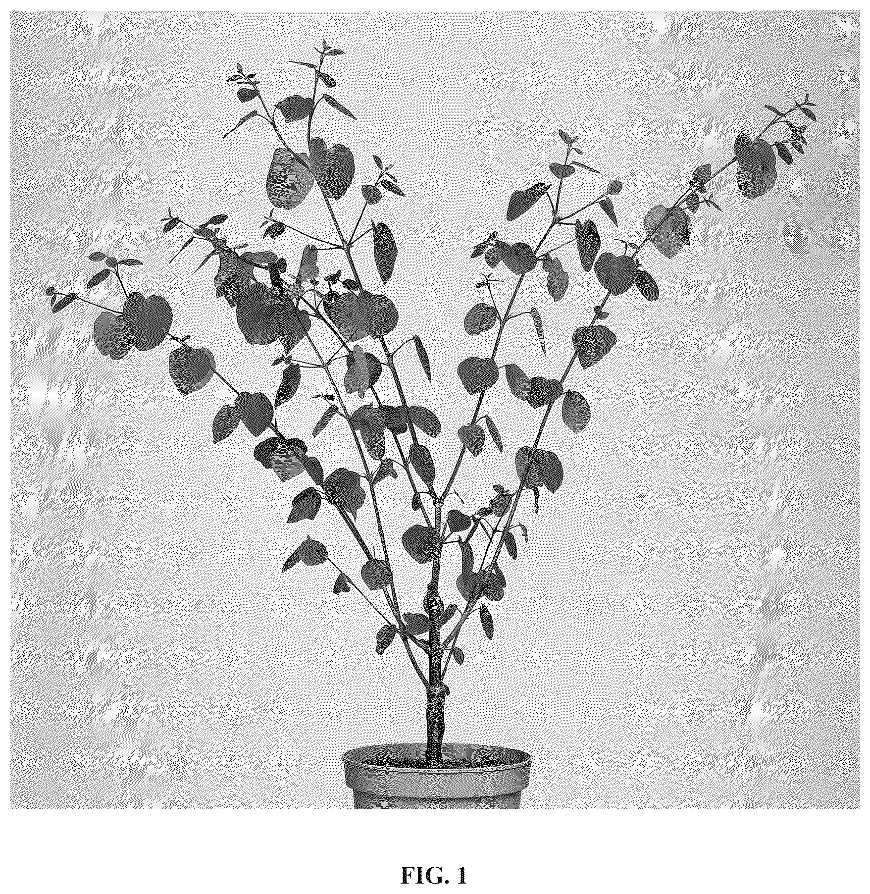 Patent USPP037067 Figure 1 – Cercidiphyllum plant named ‘JWW11’