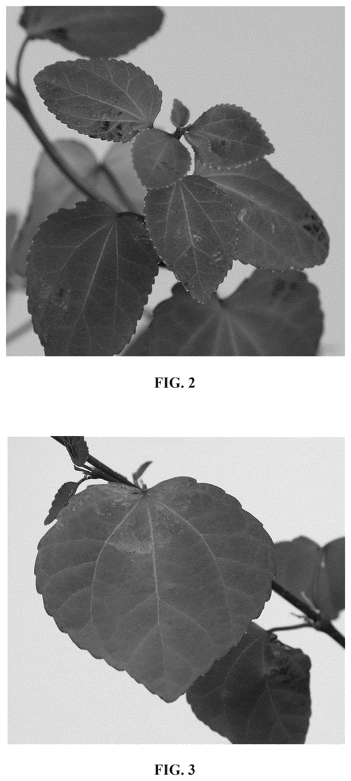 Patent USPP037067 Figure 2 – Cercidiphyllum plant named ‘JWW11’