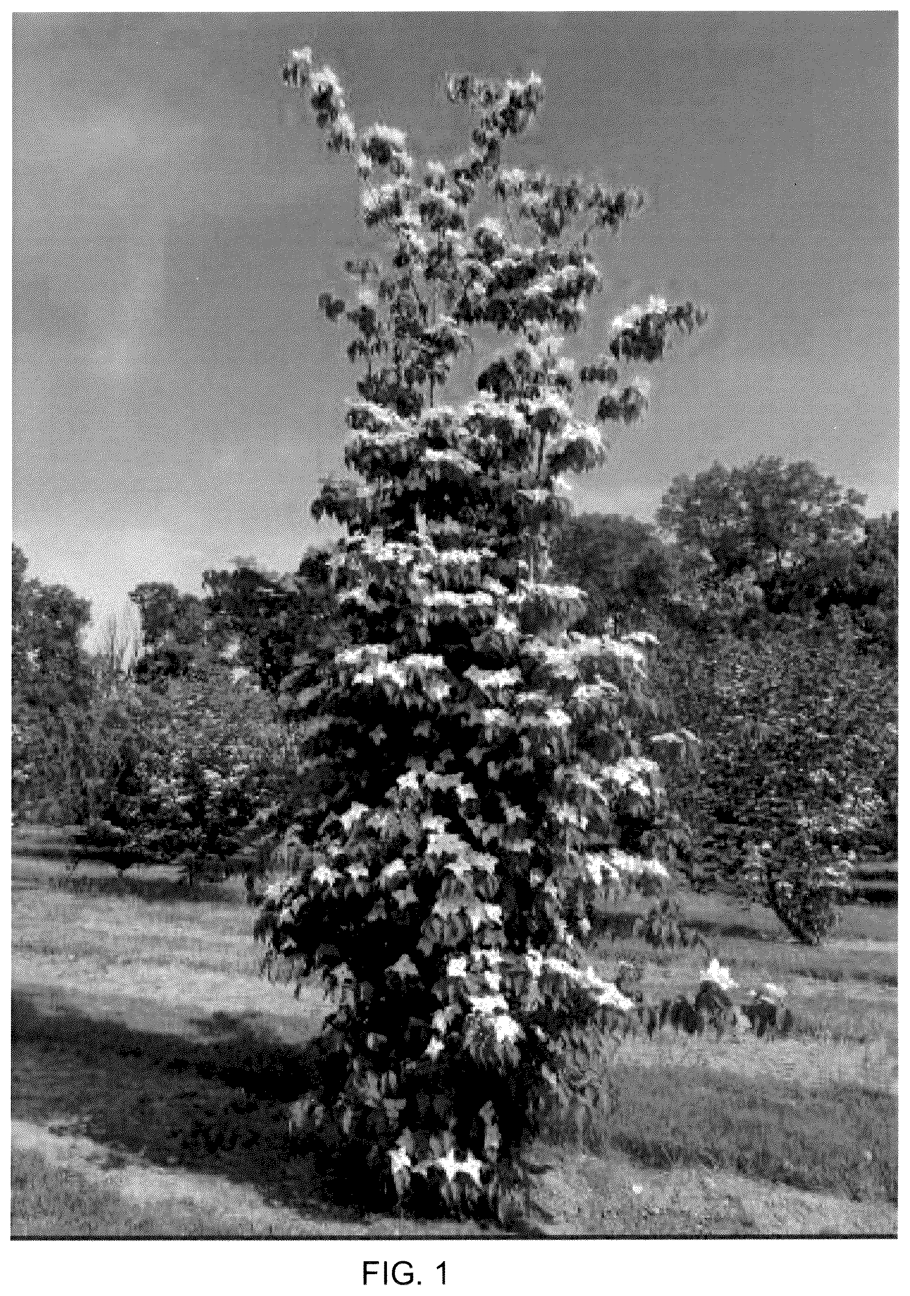 Patent USPP037068 Figure 1 – Cornus plant named ‘Rutstar’
