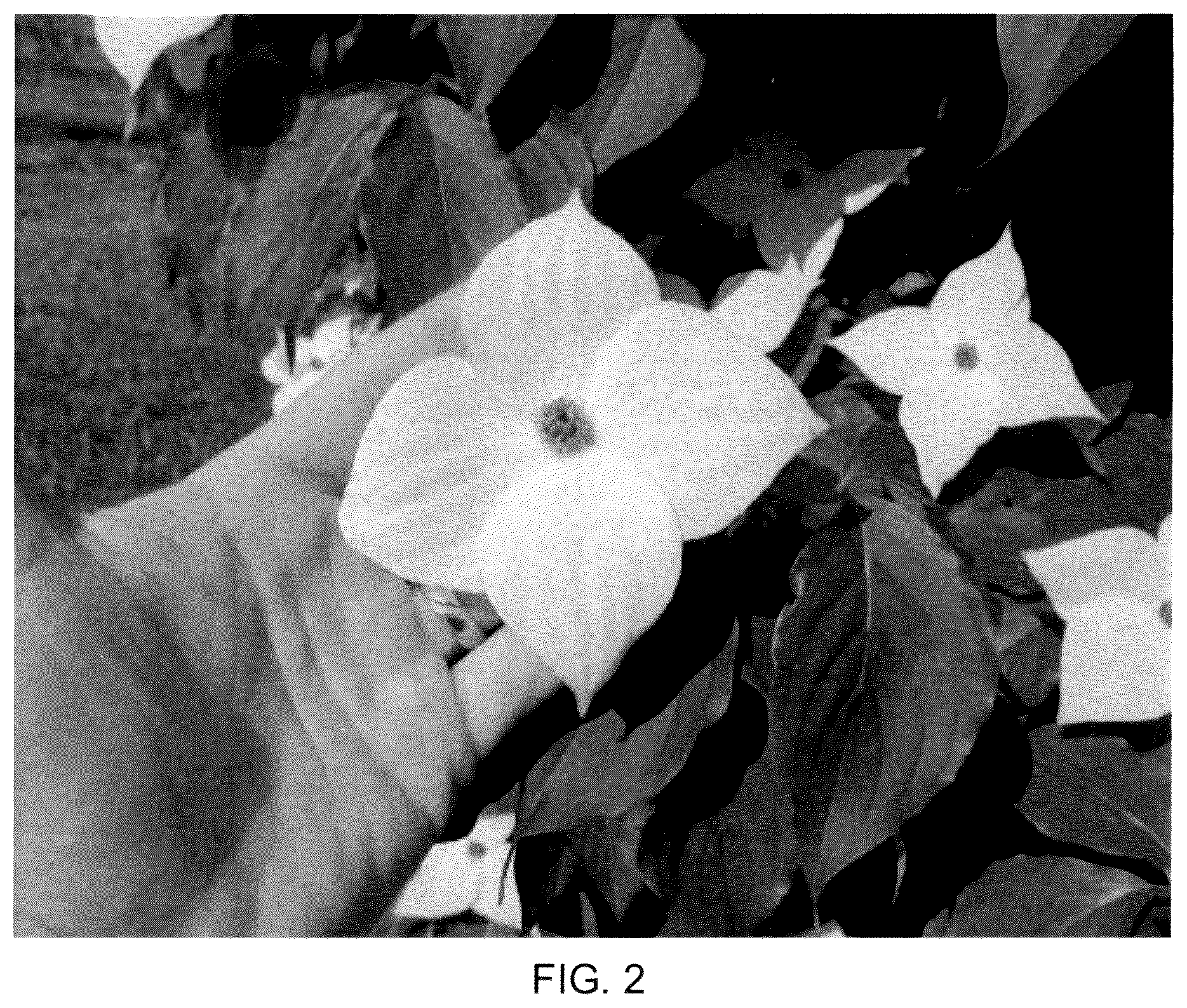 Patent USPP037068 Figure 2 – Cornus plant named ‘Rutstar’