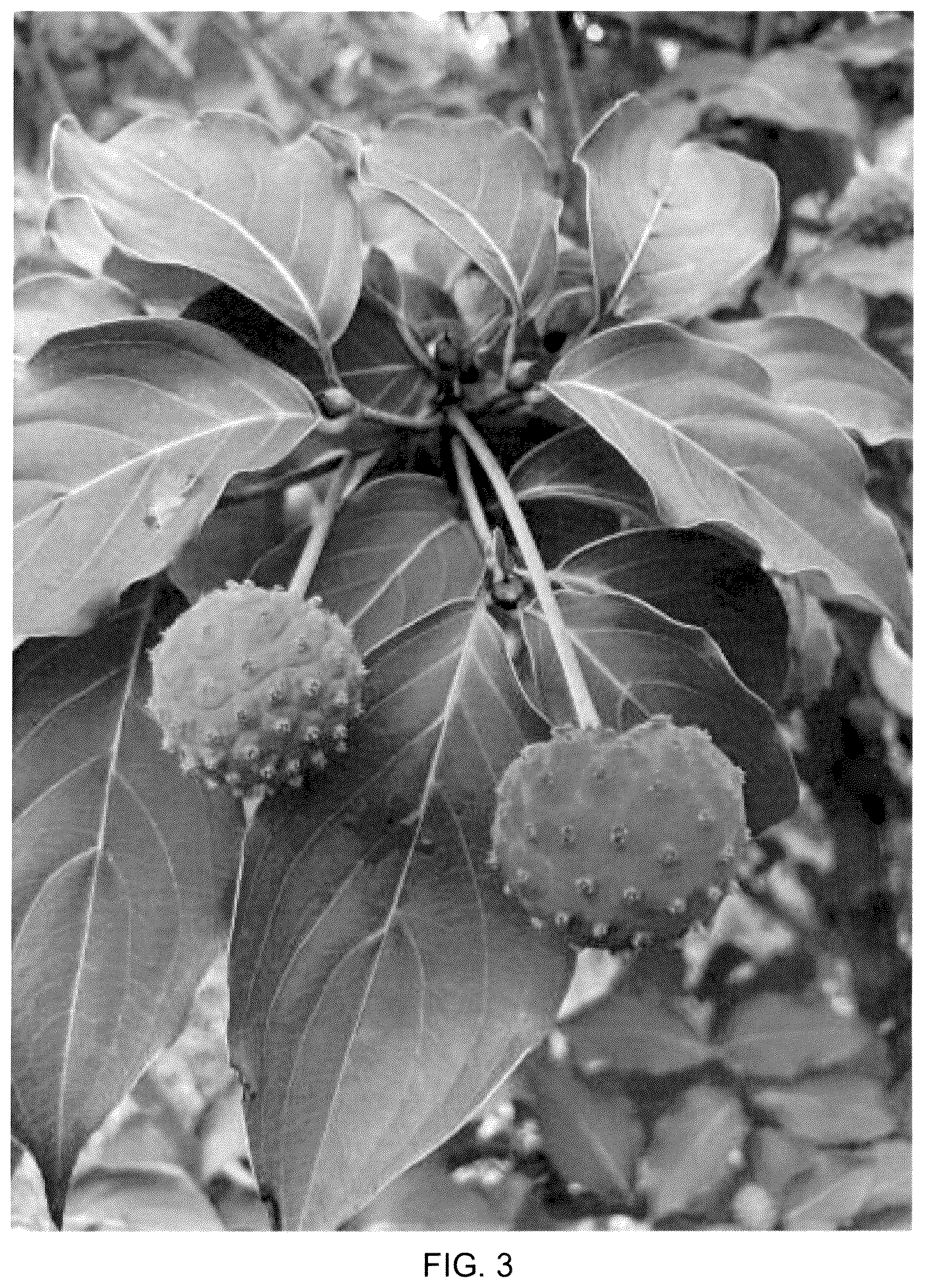 Patent USPP037068 Figure 3 – Cornus plant named ‘Rutstar’