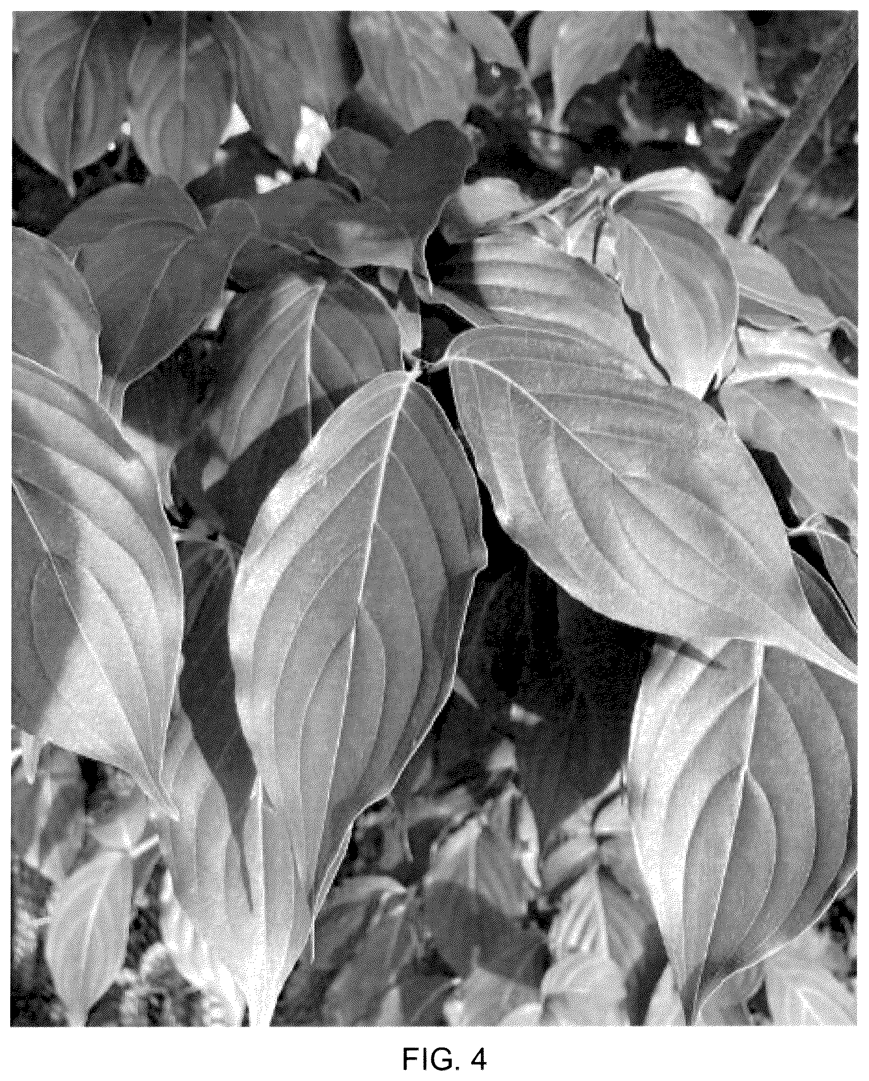Patent USPP037068 Figure 4 – Cornus plant named ‘Rutstar’