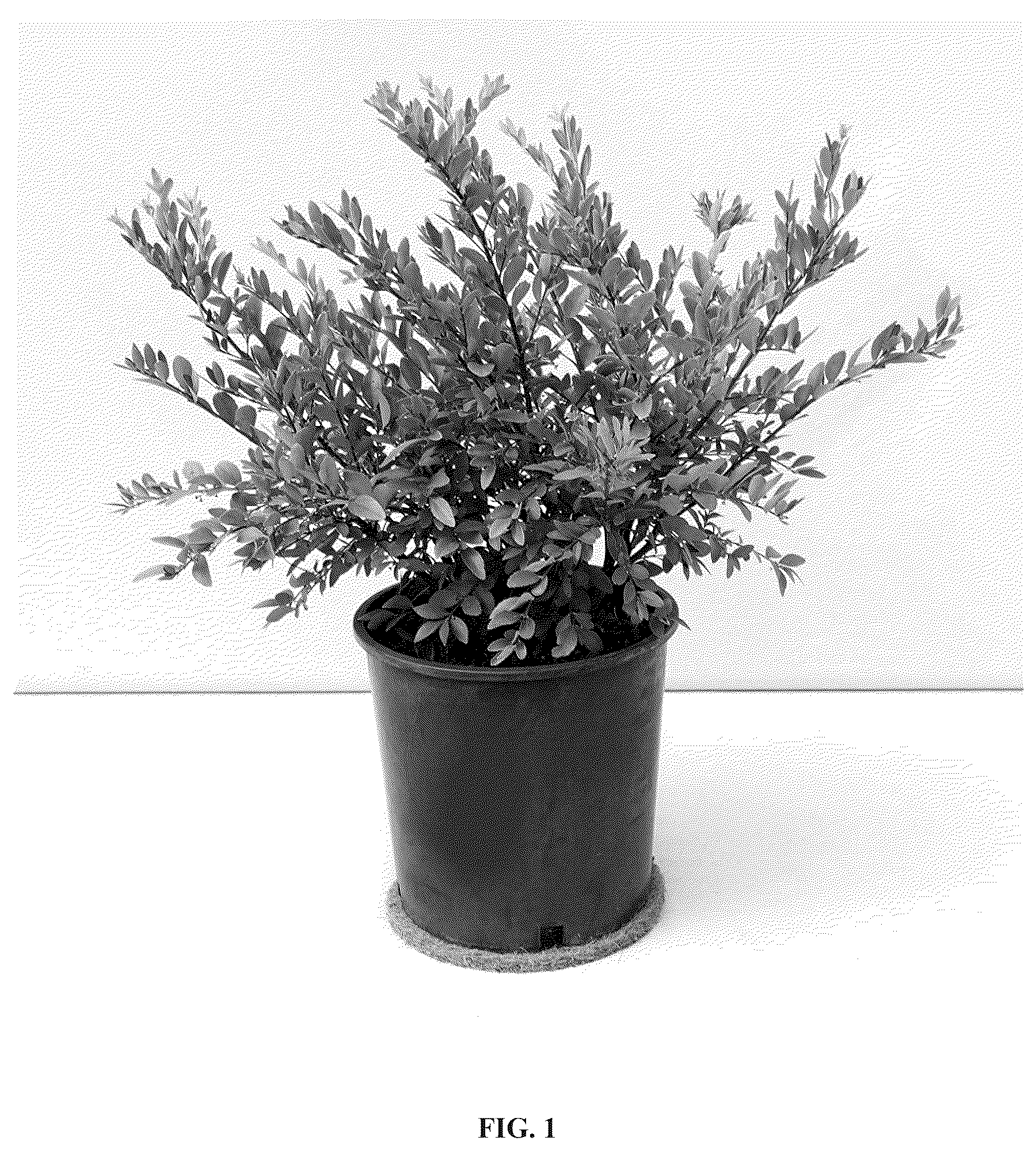 Patent USPP037069 Figure 1 – Paxistima plant named ‘Paxsid1’