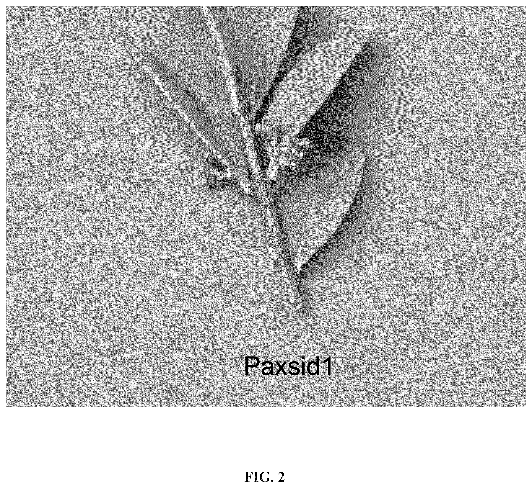 Patent USPP037069 Figure 2 – Paxistima plant named ‘Paxsid1’