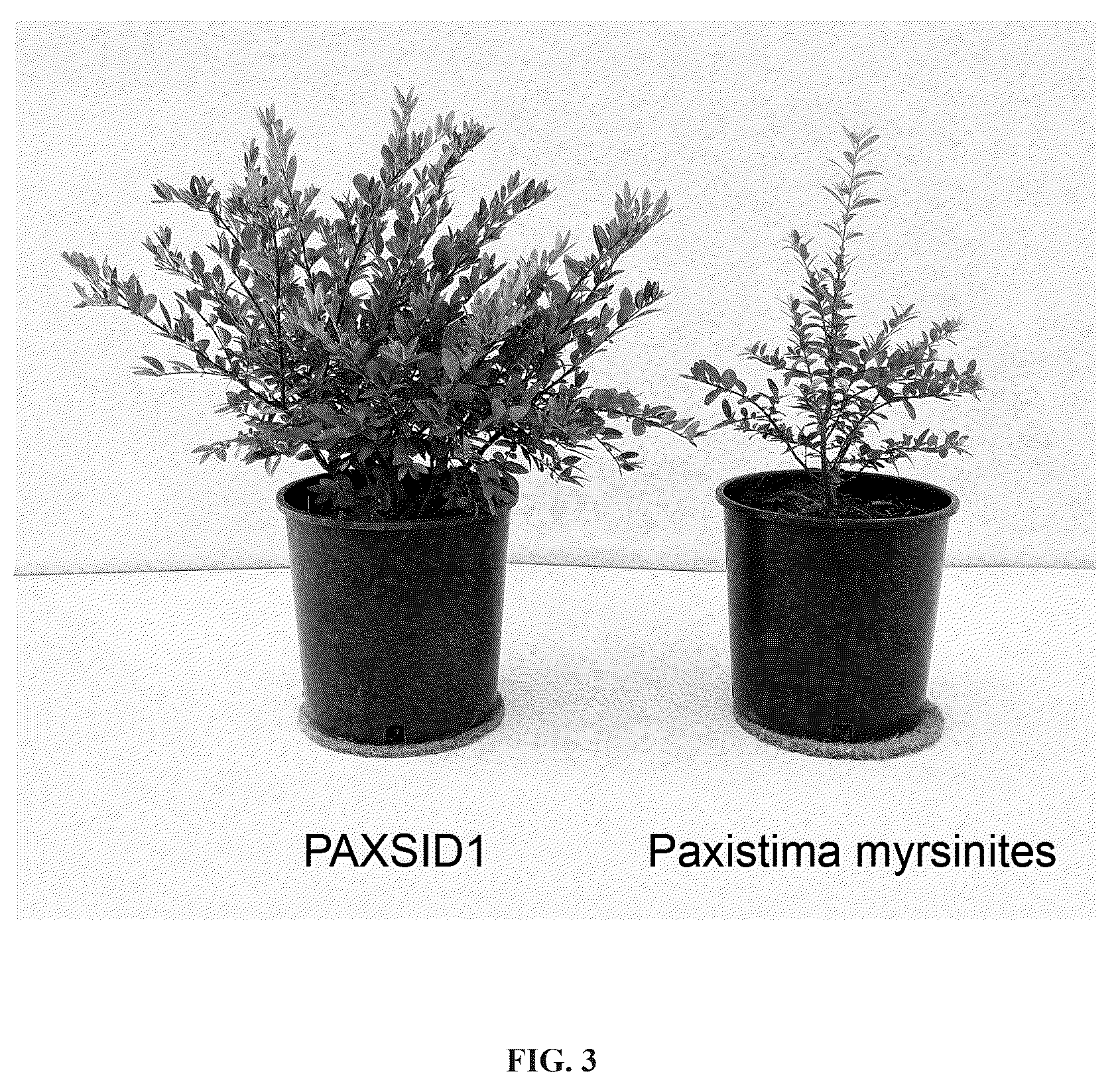Patent USPP037069 Figure 3 – Paxistima plant named ‘Paxsid1’