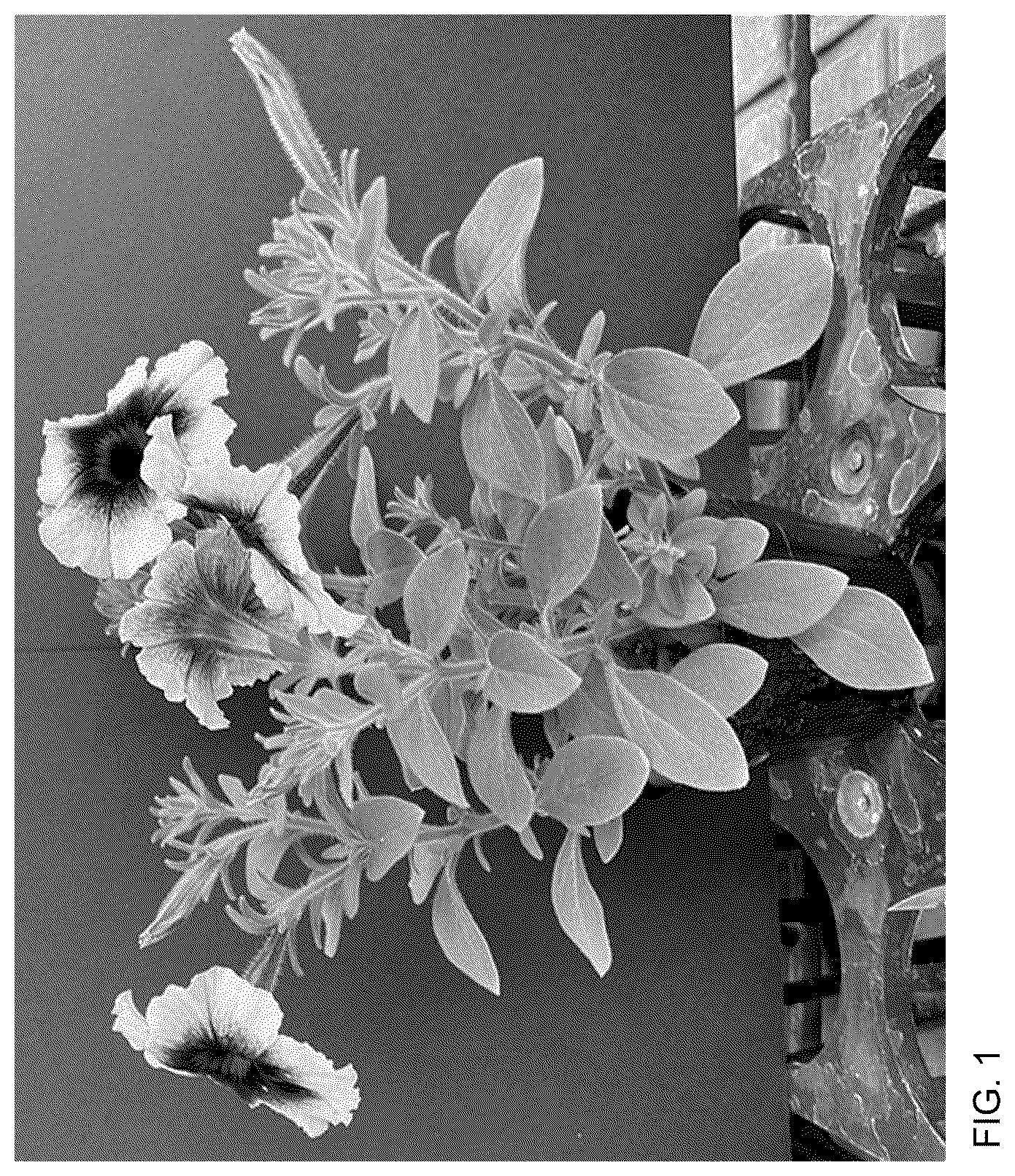 Patent USPP037071 Figure 1 – Petunia plant named ‘Keipebbcmam’