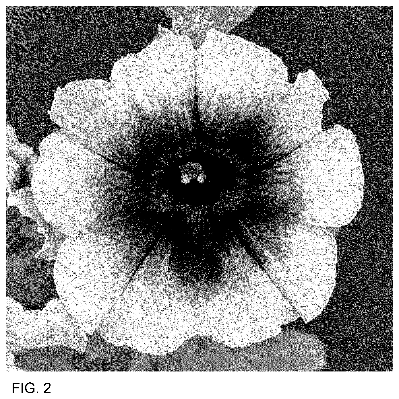 Patent USPP037071 Figure 2 – Petunia plant named ‘Keipebbcmam’