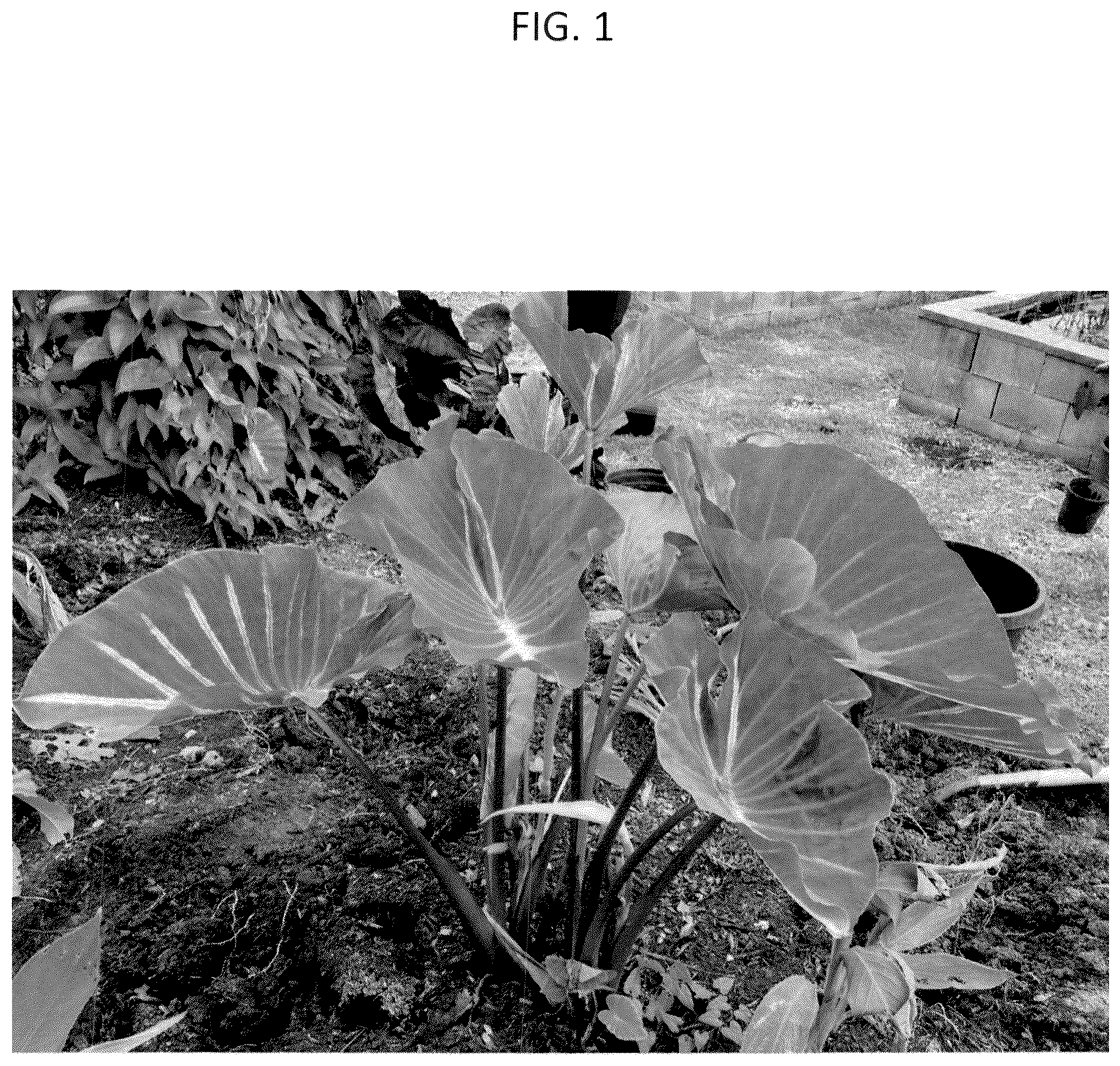 Patent USPP037072 Figure 1 – Colocasia plant named ‘FLOCOPHADR’