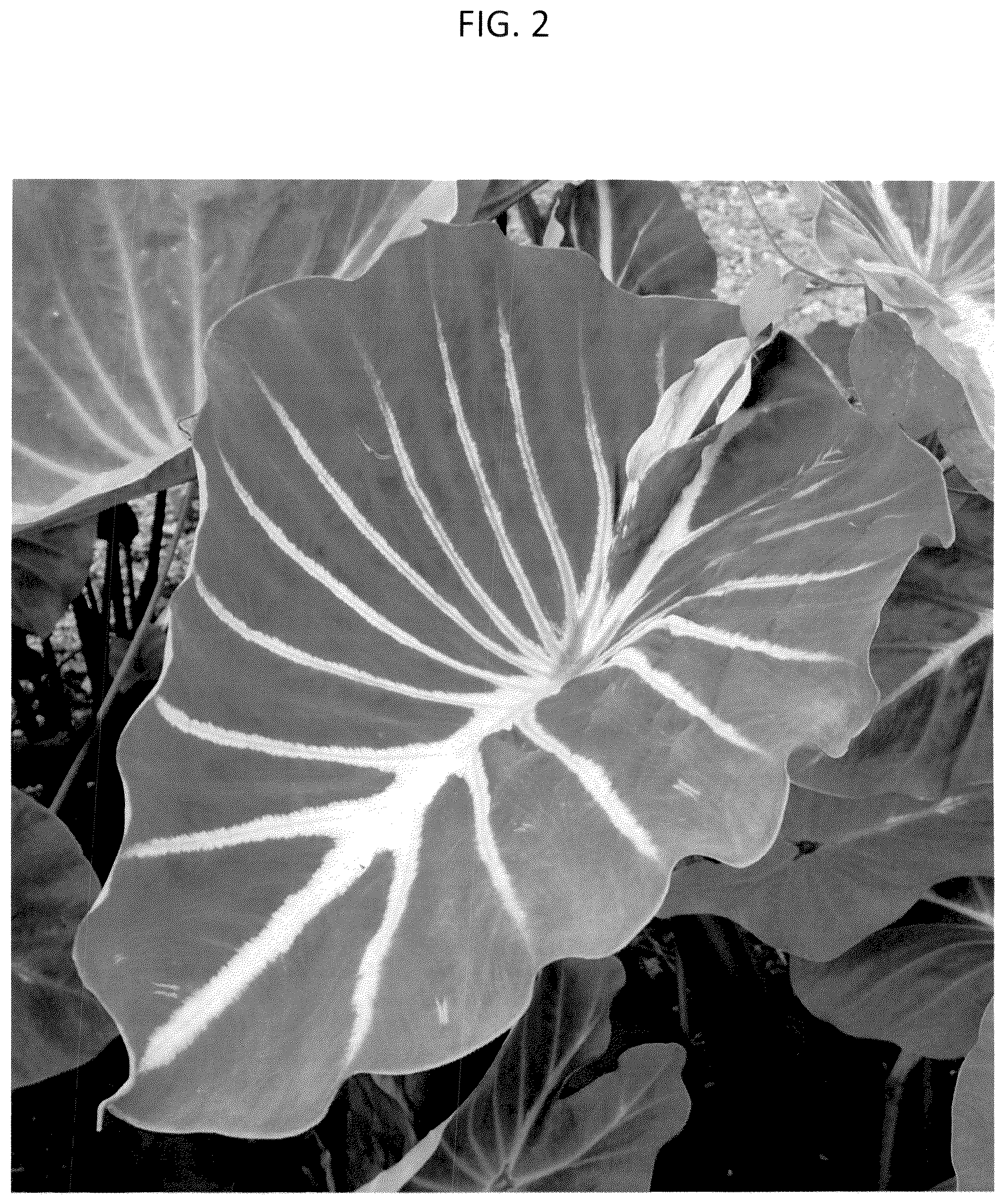 Patent USPP037072 Figure 2 – Colocasia plant named ‘FLOCOPHADR’