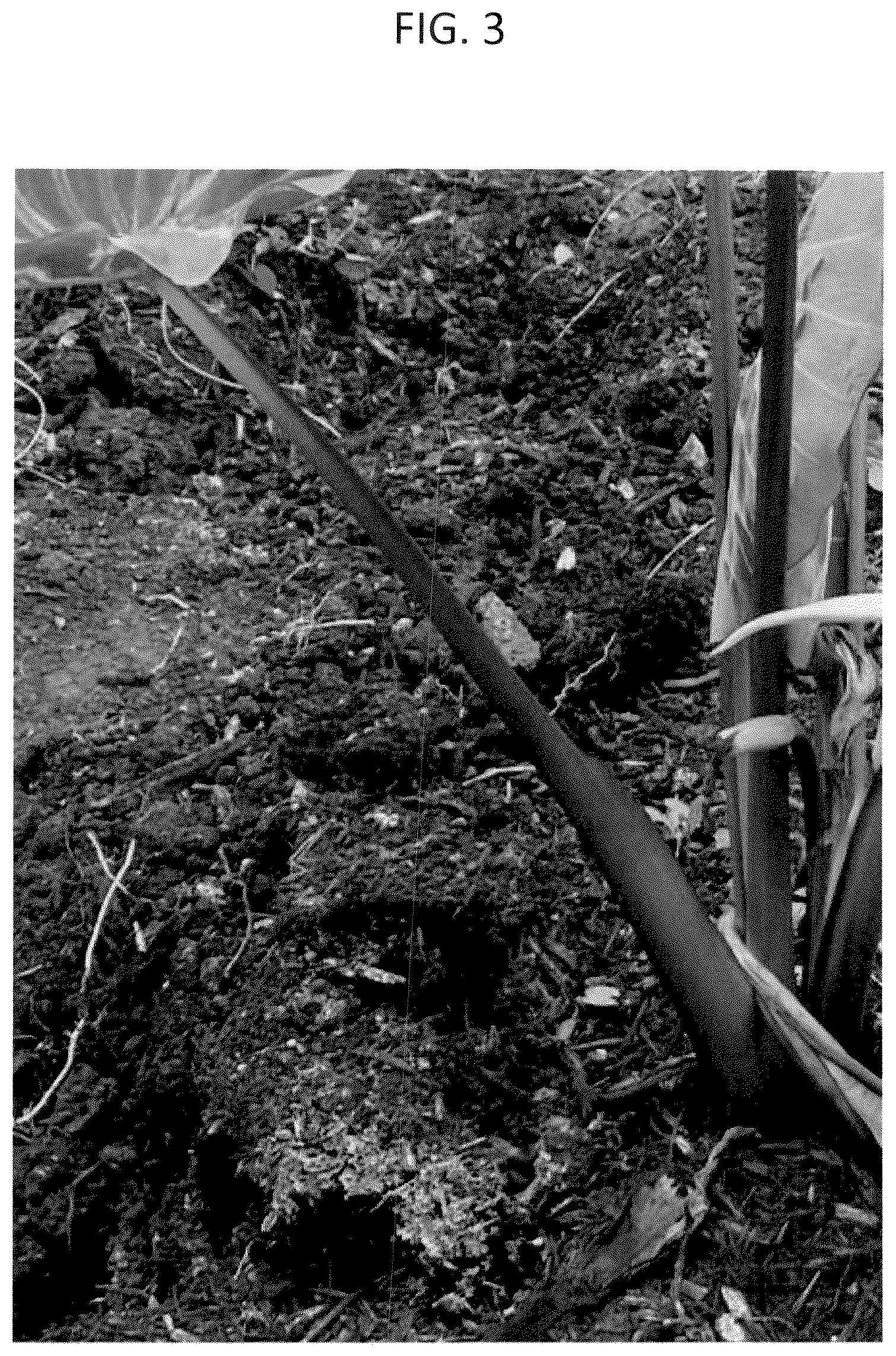 Patent USPP037072 Figure 3 – Colocasia plant named ‘FLOCOPHADR’