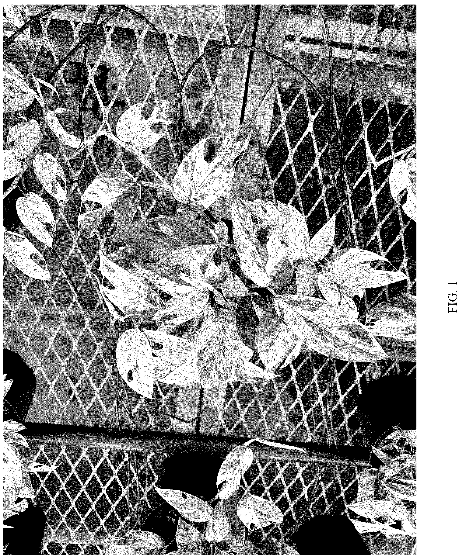 Patent USPP037073 Figure 1 – Epipremnum plant named ‘Cla20241218’
